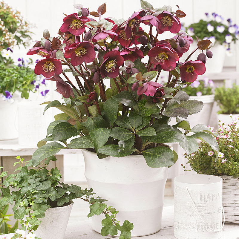 Hellebore Frostkiss® Anna's Red Potted Lenten Rose Plant