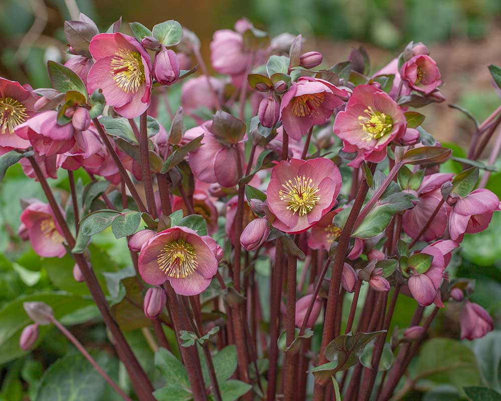 Hellebore FrostKiss® Penny's Pink® Potted Lenten Rose Plant