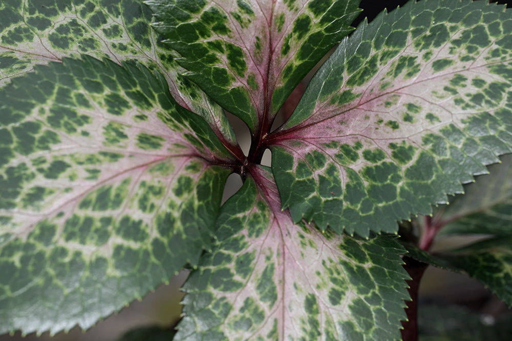 Hellebore FrostKiss® Pippa's Purple Potted Lenten Rose Plant