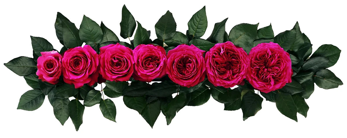 David Austin® Hettie™ Bouquet