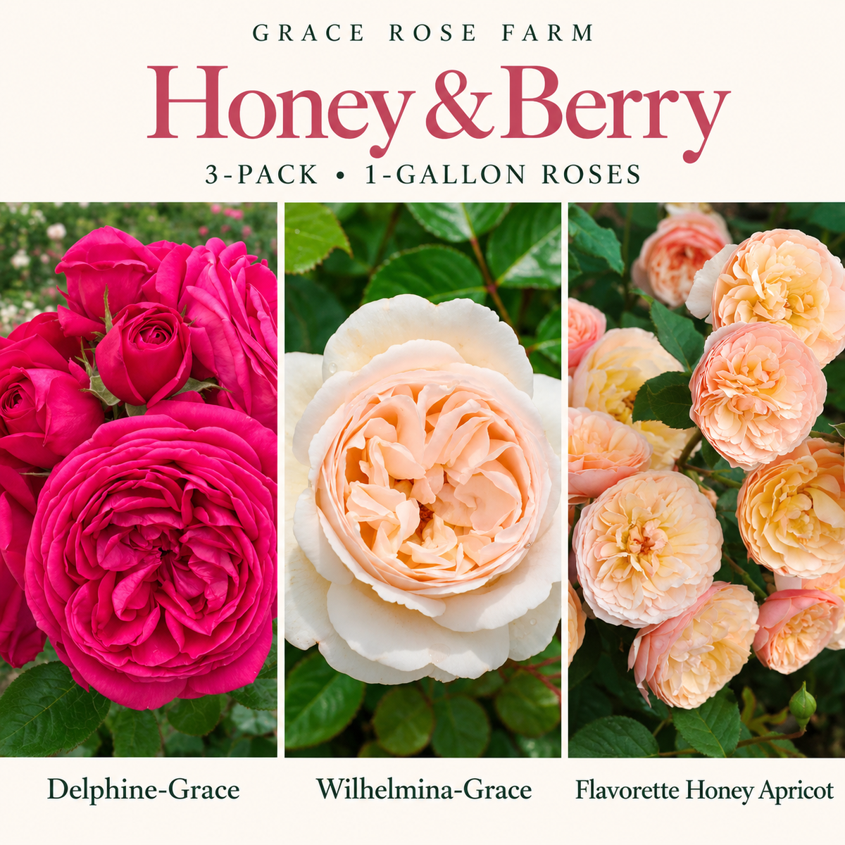 HONEY & BERRY 3 Pack - Delphine-Grace™, Wilhelmina-Grace™ & Flavorette® Honey Apricot