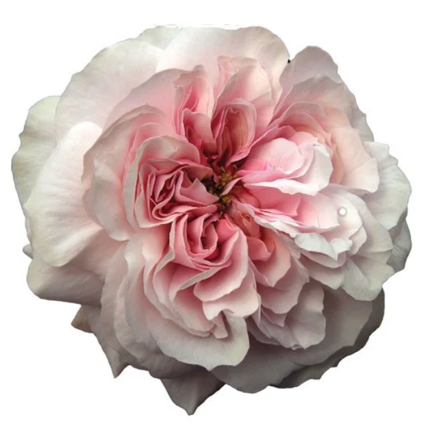 Princess HoshikoĀ® Potted Rose Bush