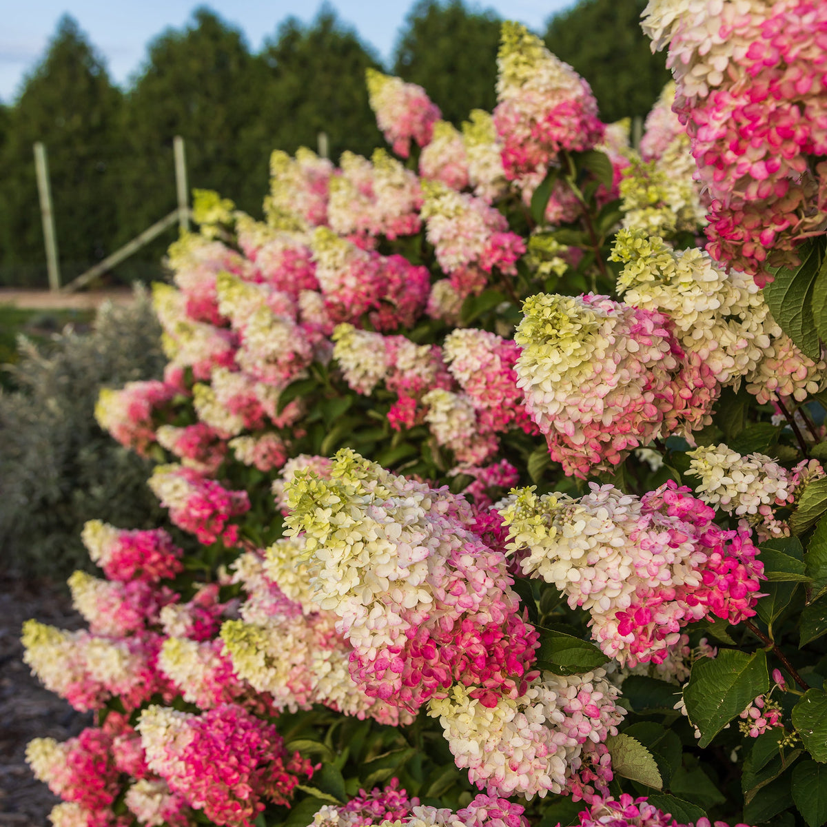 First Editions® Berry White® Panicle Hydrangea Bare Root Hydrangea Bush