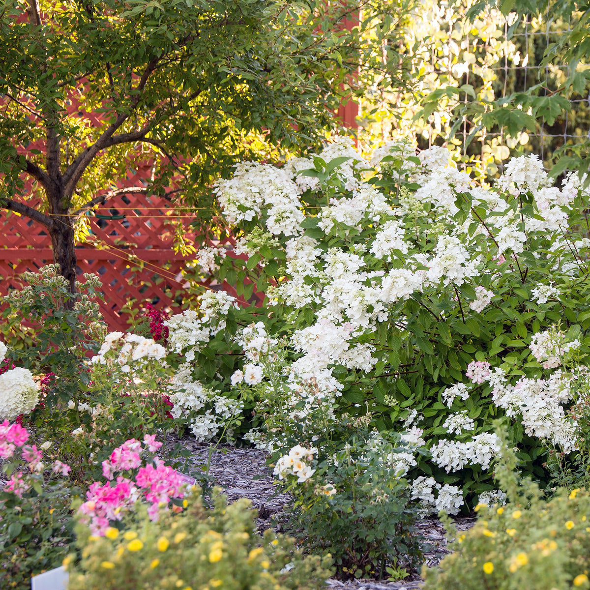First Editions® Diamond Rouge® Panicle Hydrangea Bare Root Hydrangea Bush