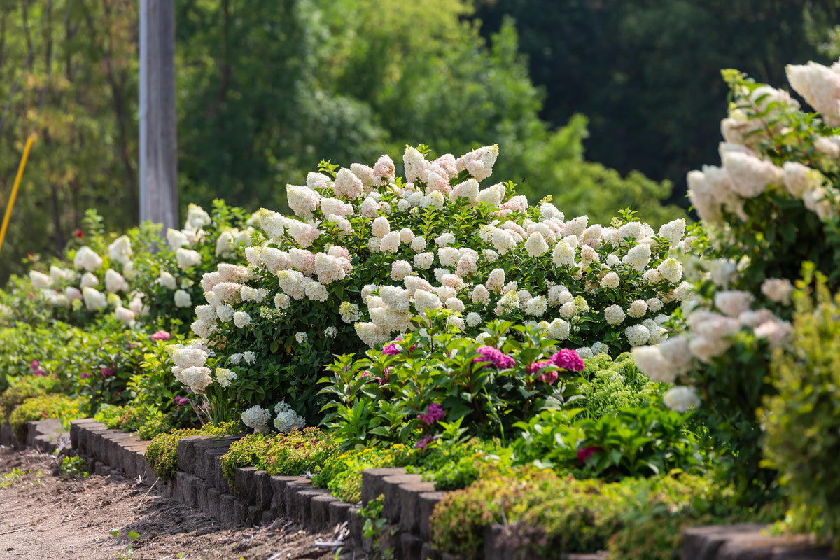 First Editions® Strawberry Sundae® Panicle Hydrangea Bare Root Hydrangea Bush