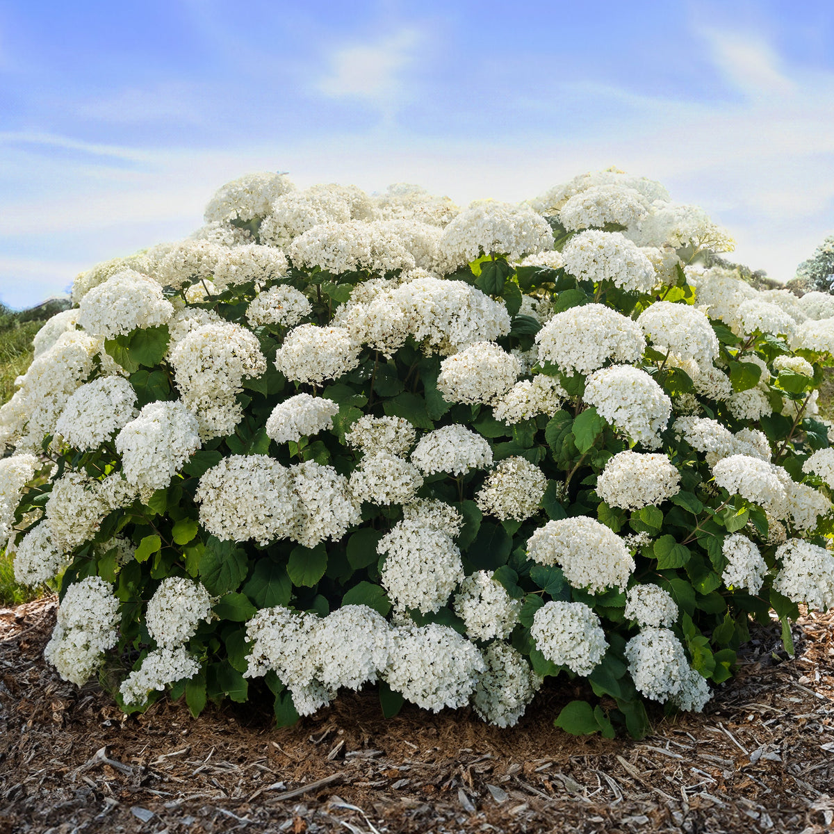First Editions® FlowerFull® Smooth Hydrangea Bare Root Hydrangea Bush