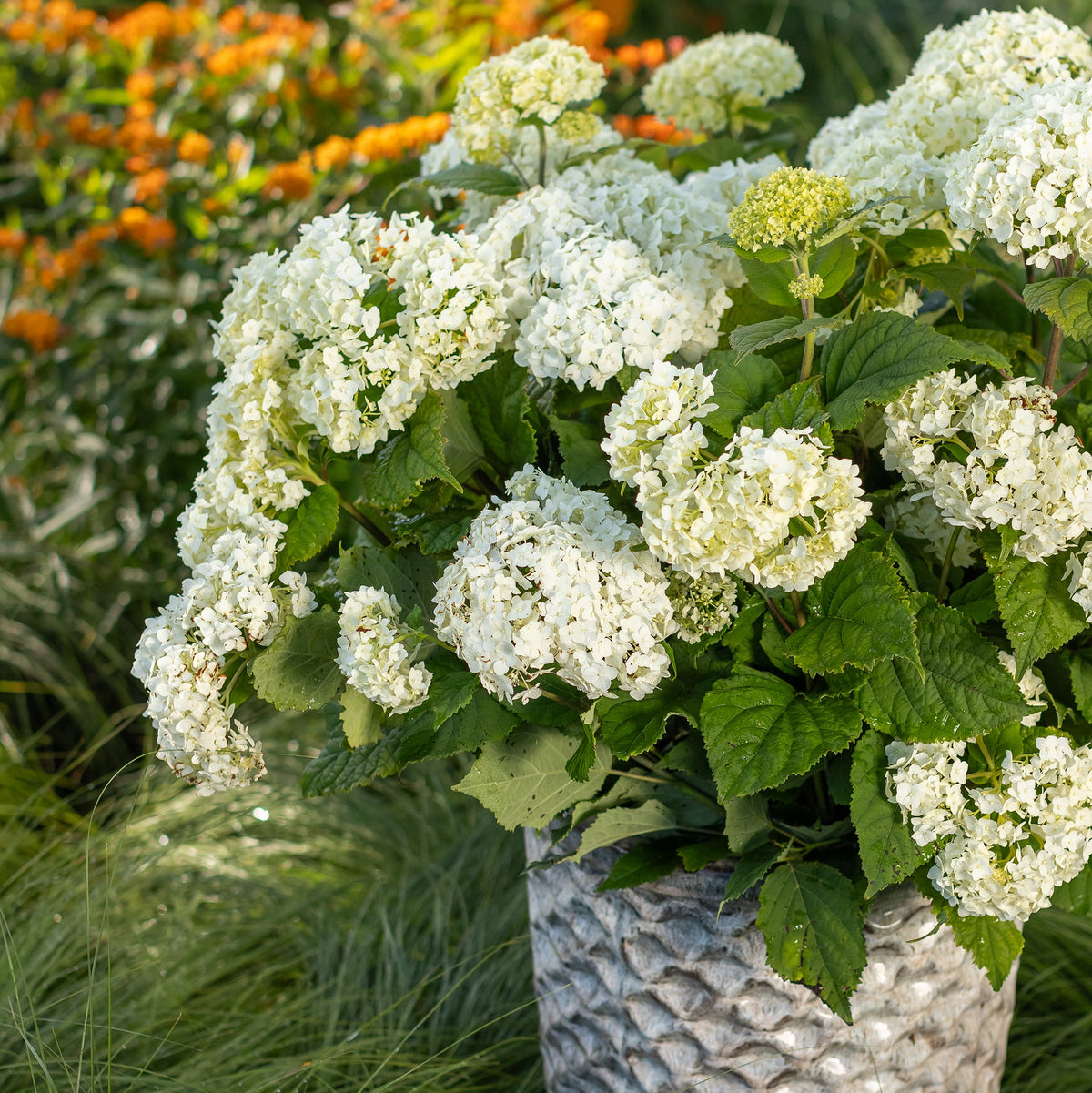 First Editions® FlowerFull® Smooth Hydrangea Bare Root Hydrangea Bush
