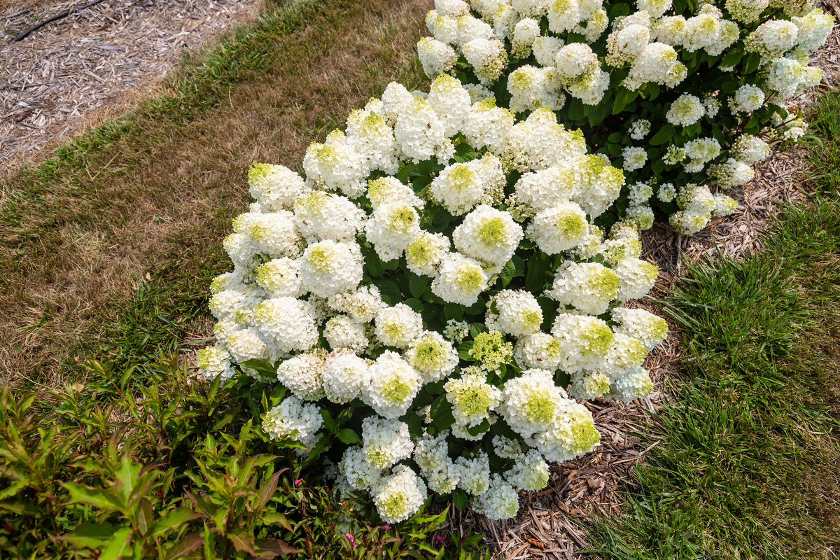 First Editions® Little Hottie® Panicle Hydrangea Bare Root Hydrangea Bush