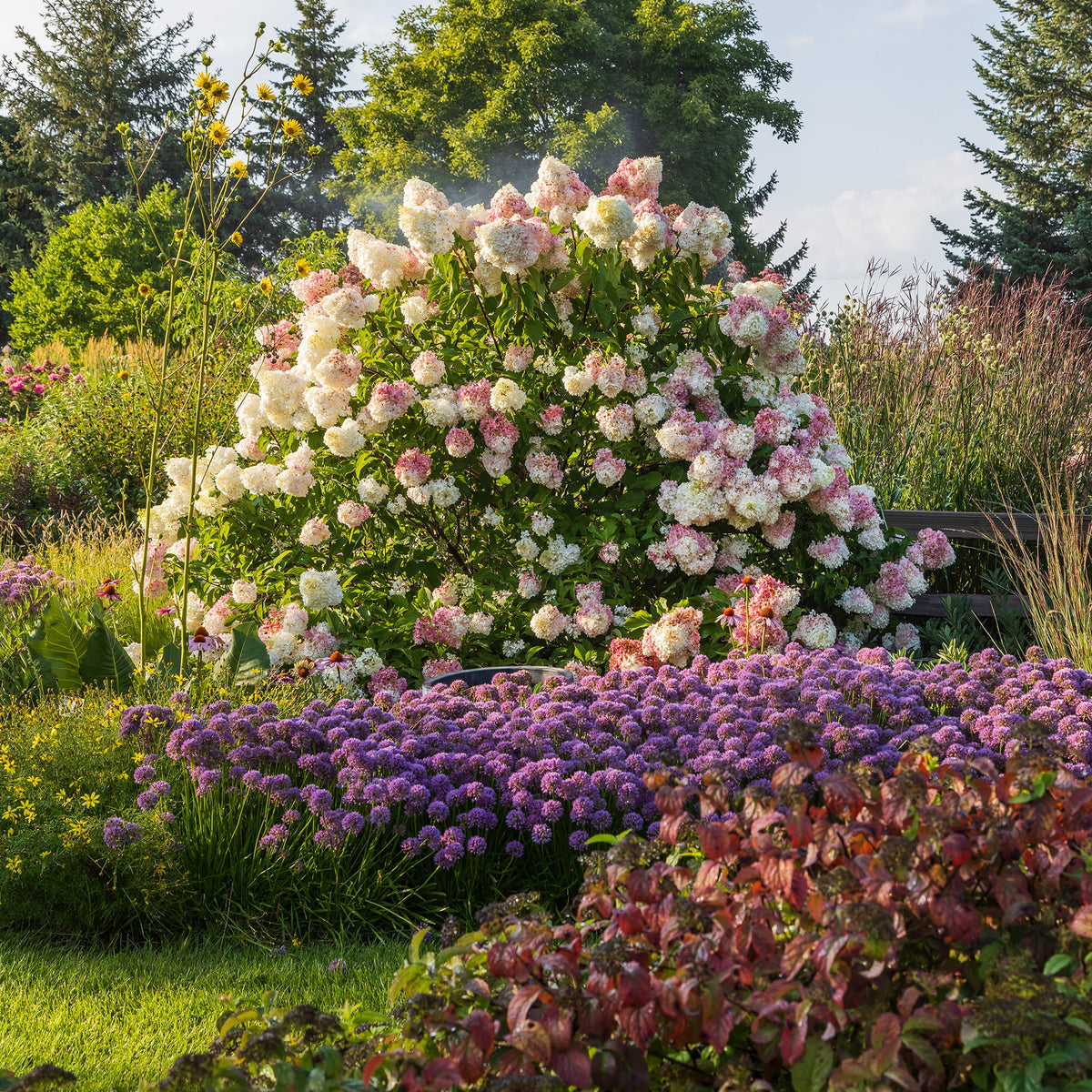 First Editions® Vanilla Strawberry Panicle Hydrangea Bare Root Hydrangea Bush
