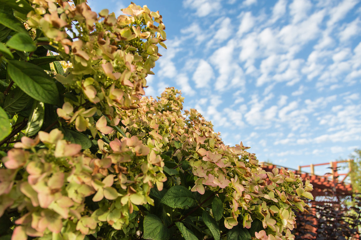 First Editions® White Diamonds Panicle Hydrangea Bare Root Hydrangea Bush