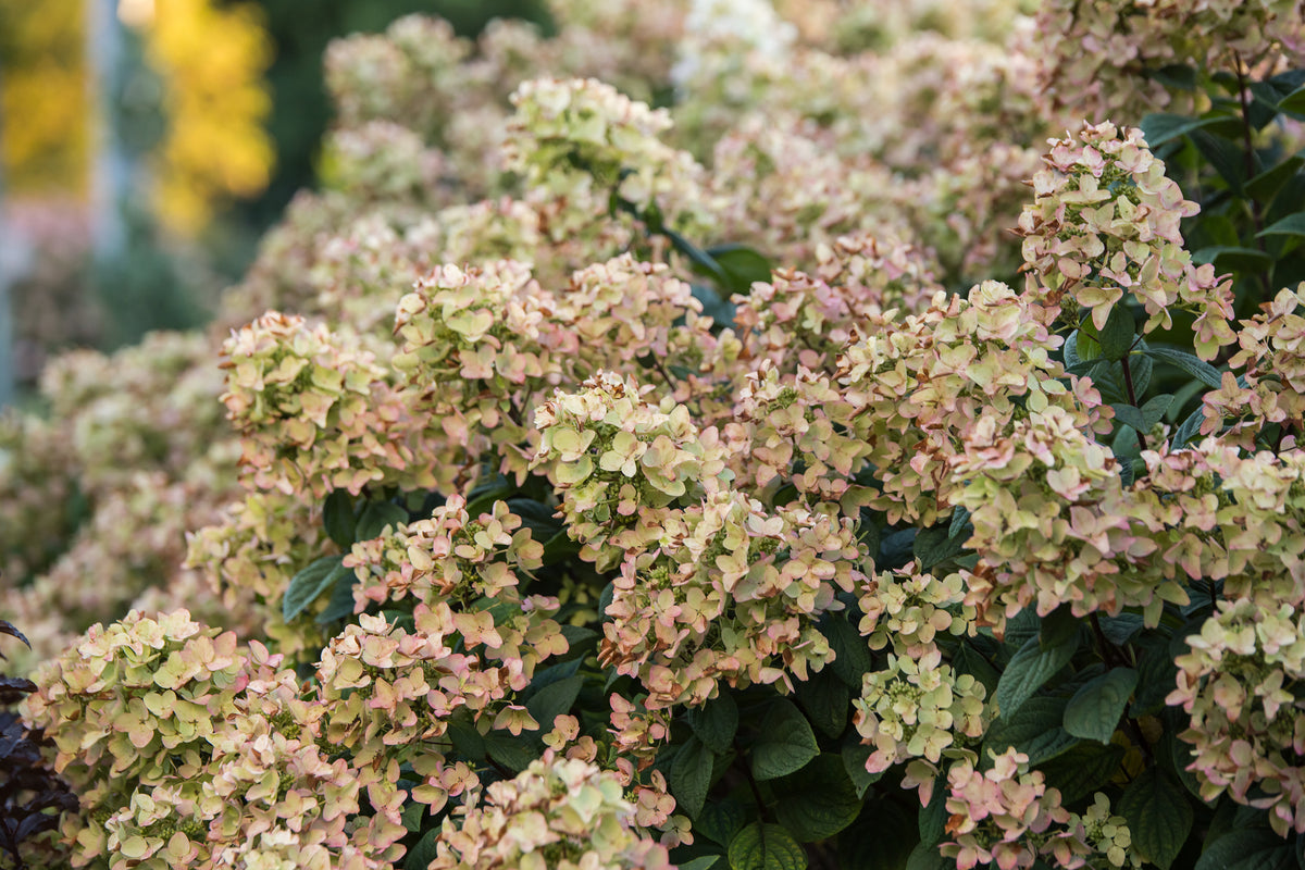 First Editions® White Diamonds Panicle Hydrangea Bare Root Hydrangea Bush
