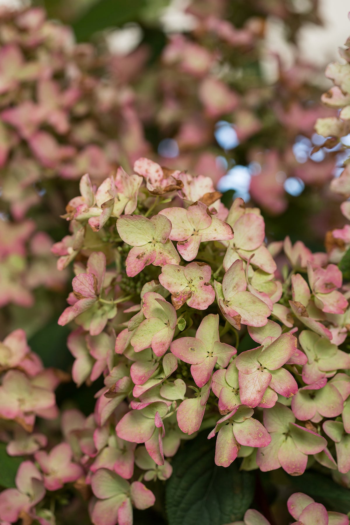 First Editions® White Diamonds Panicle Hydrangea Bare Root Hydrangea Bush