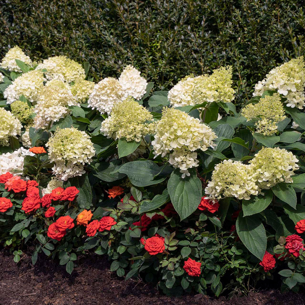 Sweet Starlight™ Potted Panicle Hardy Hydrangea