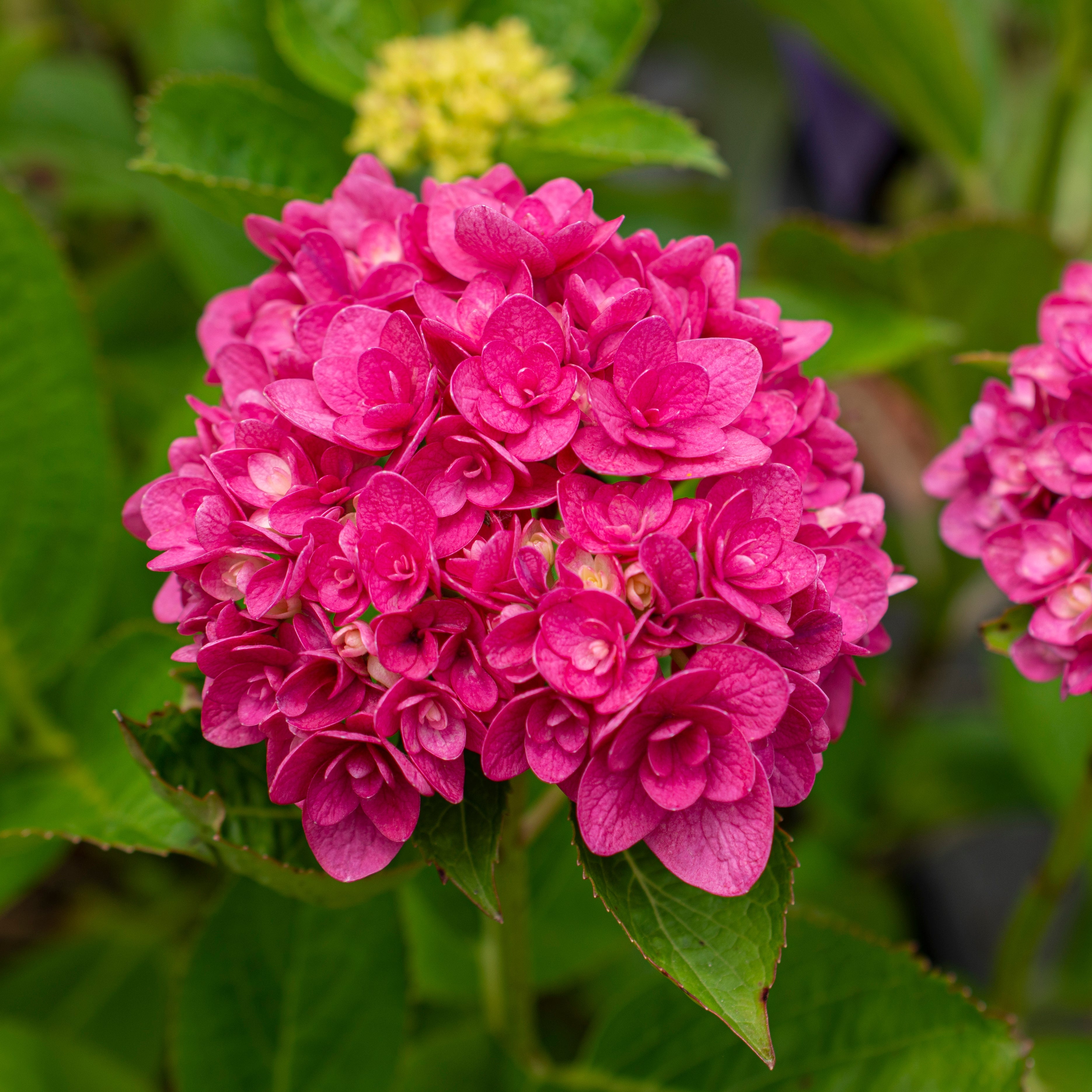 Ruby Blossom™ Potted Bigleaf Hydrangea