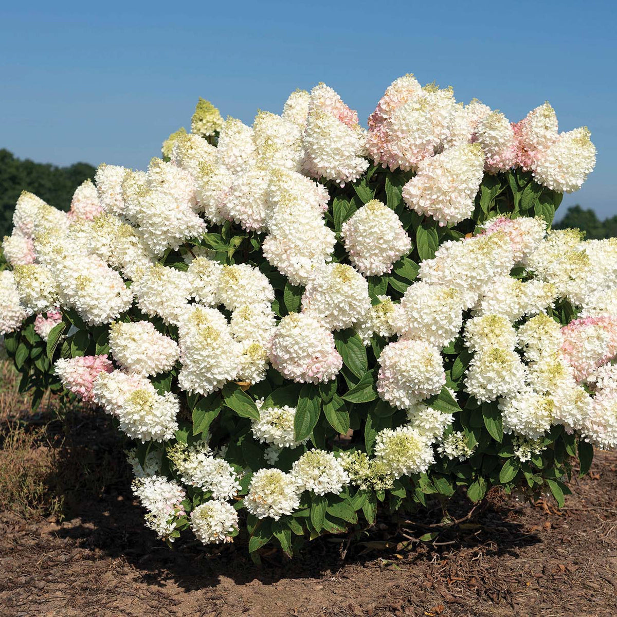 L.A. Dreamin'® Potted Bigleaf Hydrangea