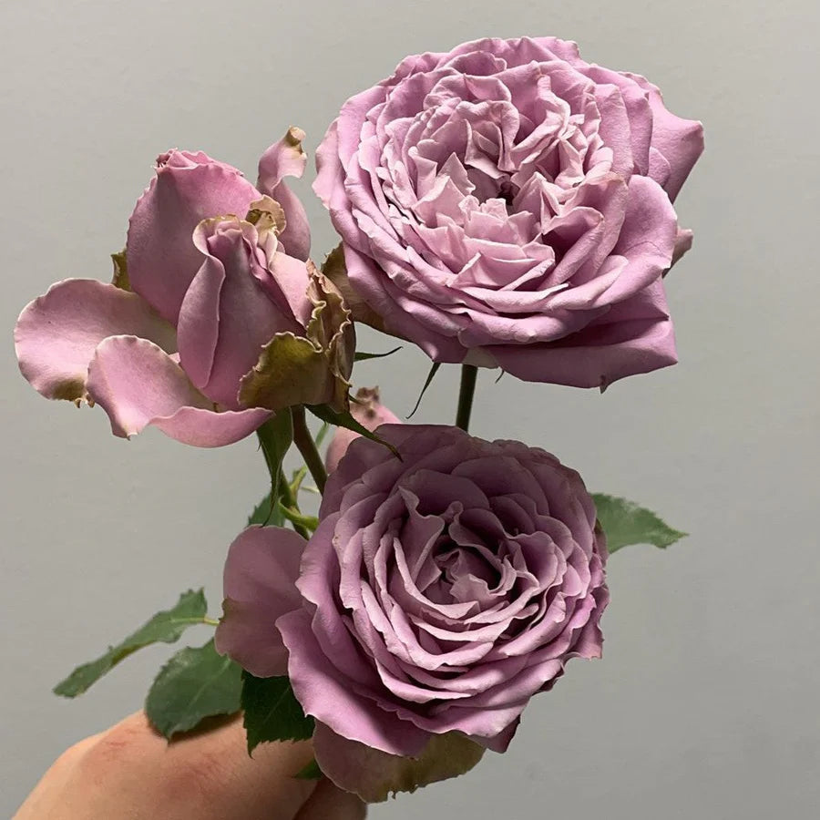 Princess Kaori® Potted Rose Bush