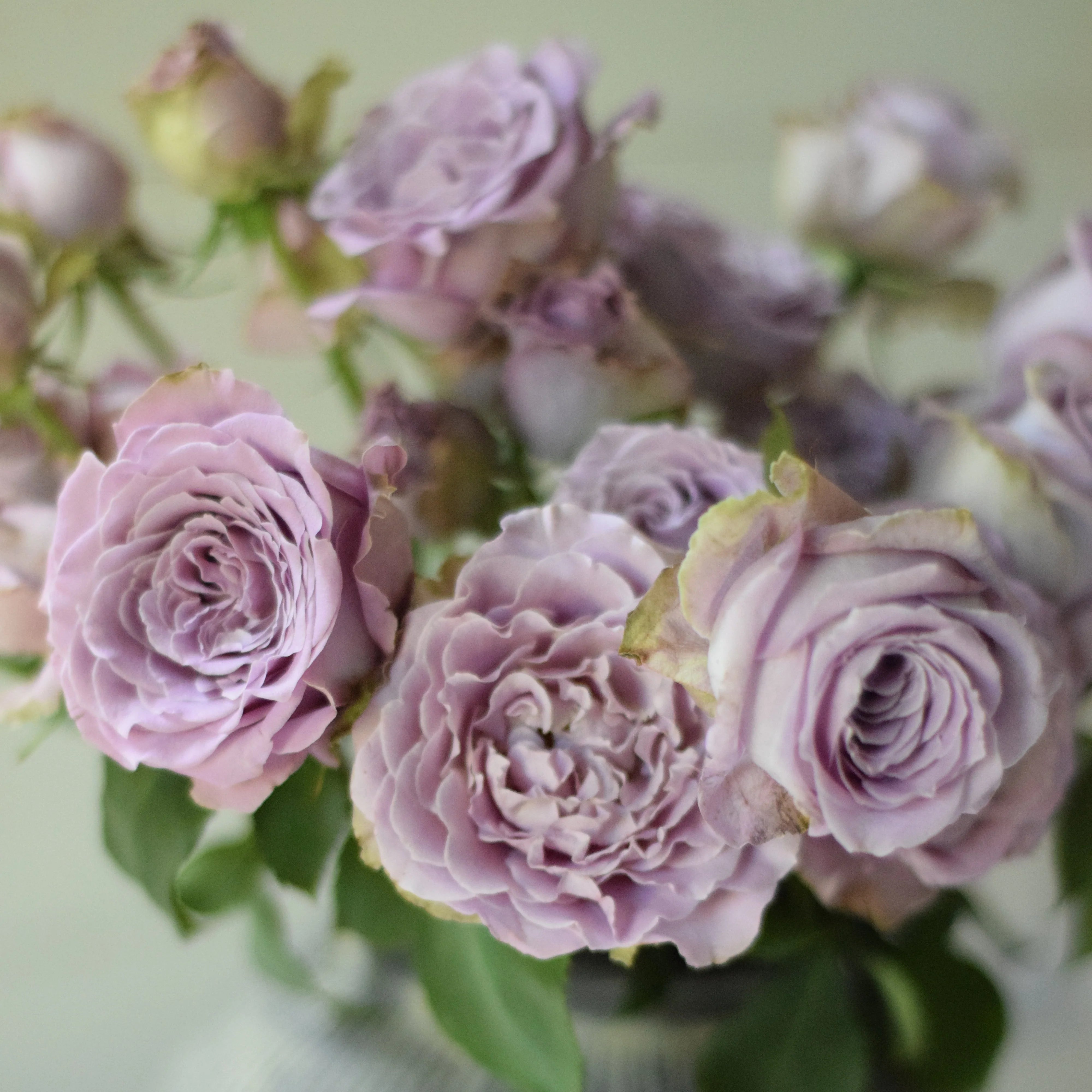 Princess KaoriĀ® Potted Rose Bush