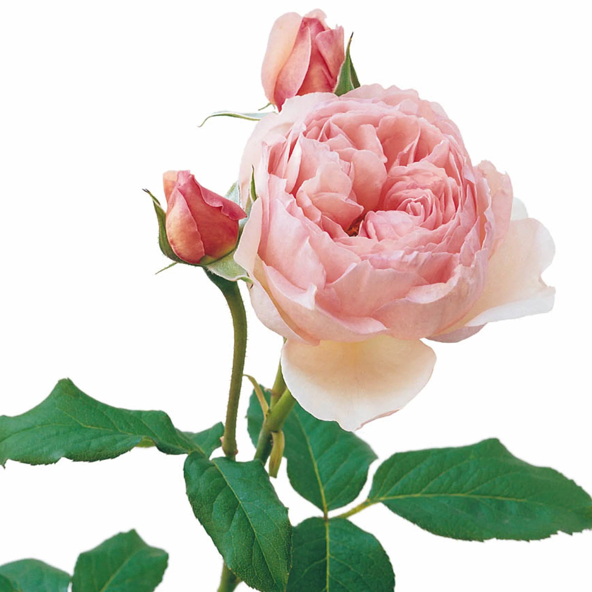 David AustinĀ® HeritageĀ® Potted Rose Bush