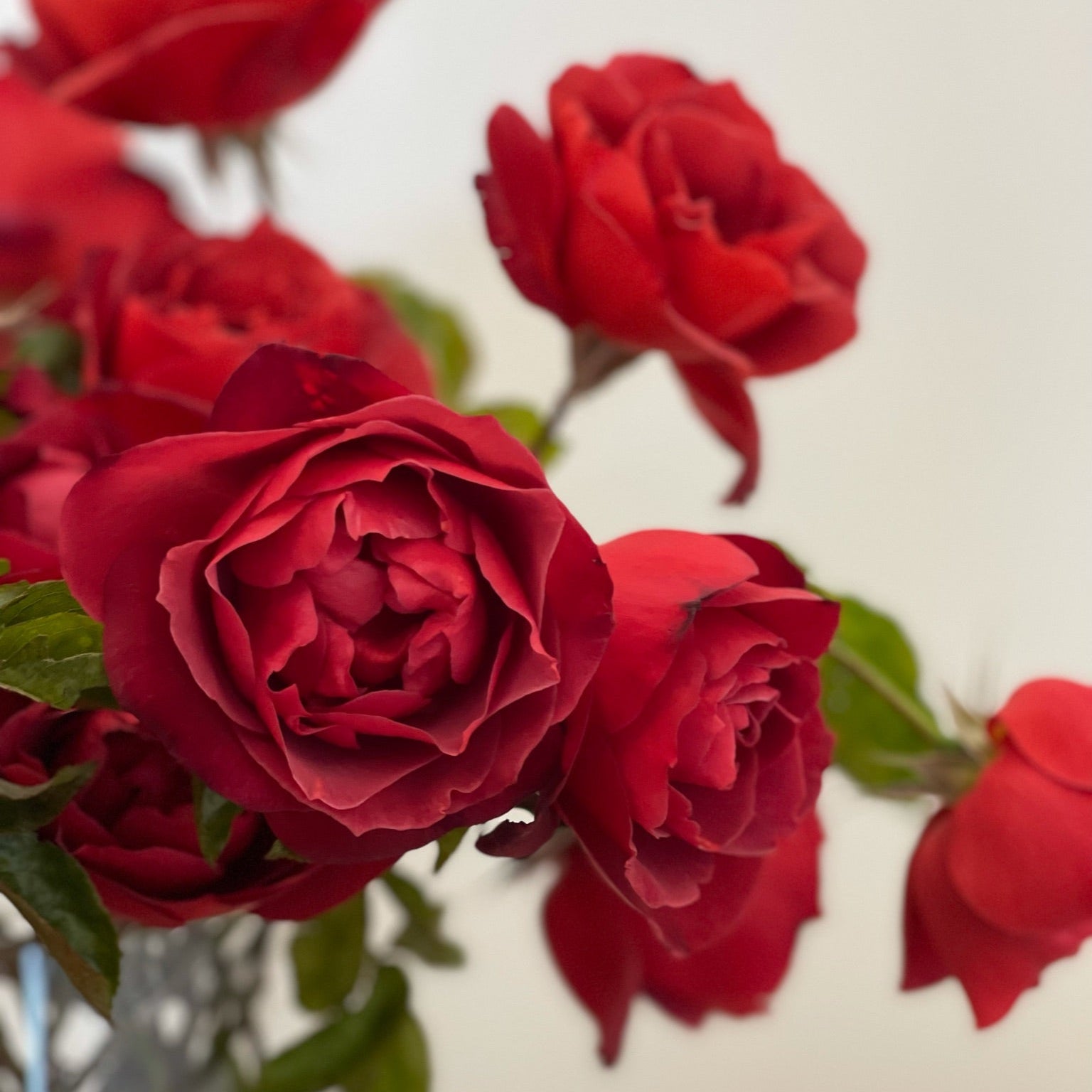 Hot Cocoa™ Potted Rose Bush
