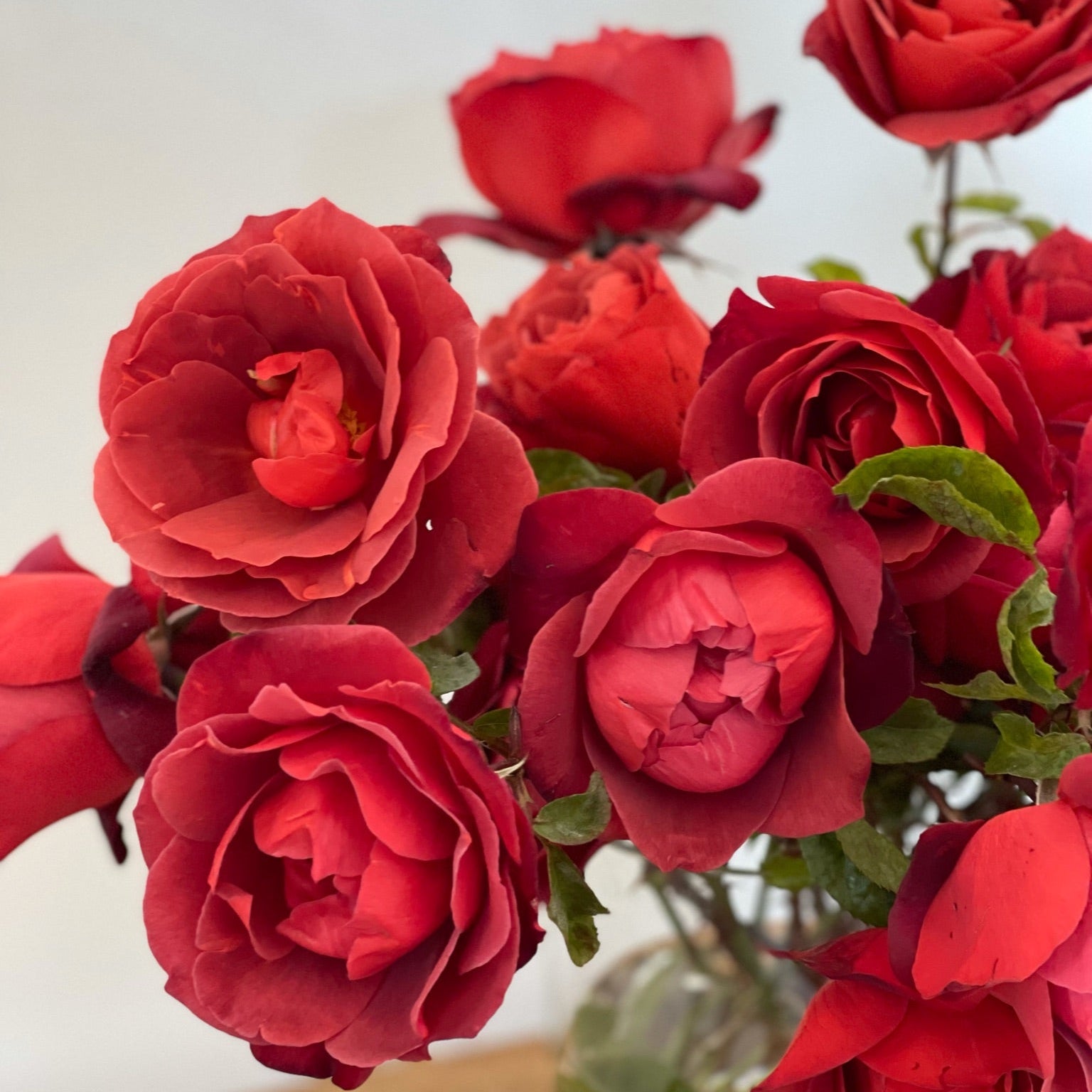 Hot Cocoa™ Potted Rose Bush