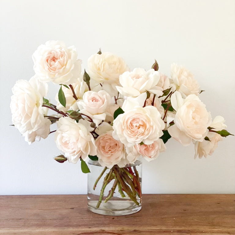 David Austin® Desdemona® Potted Rose Bush