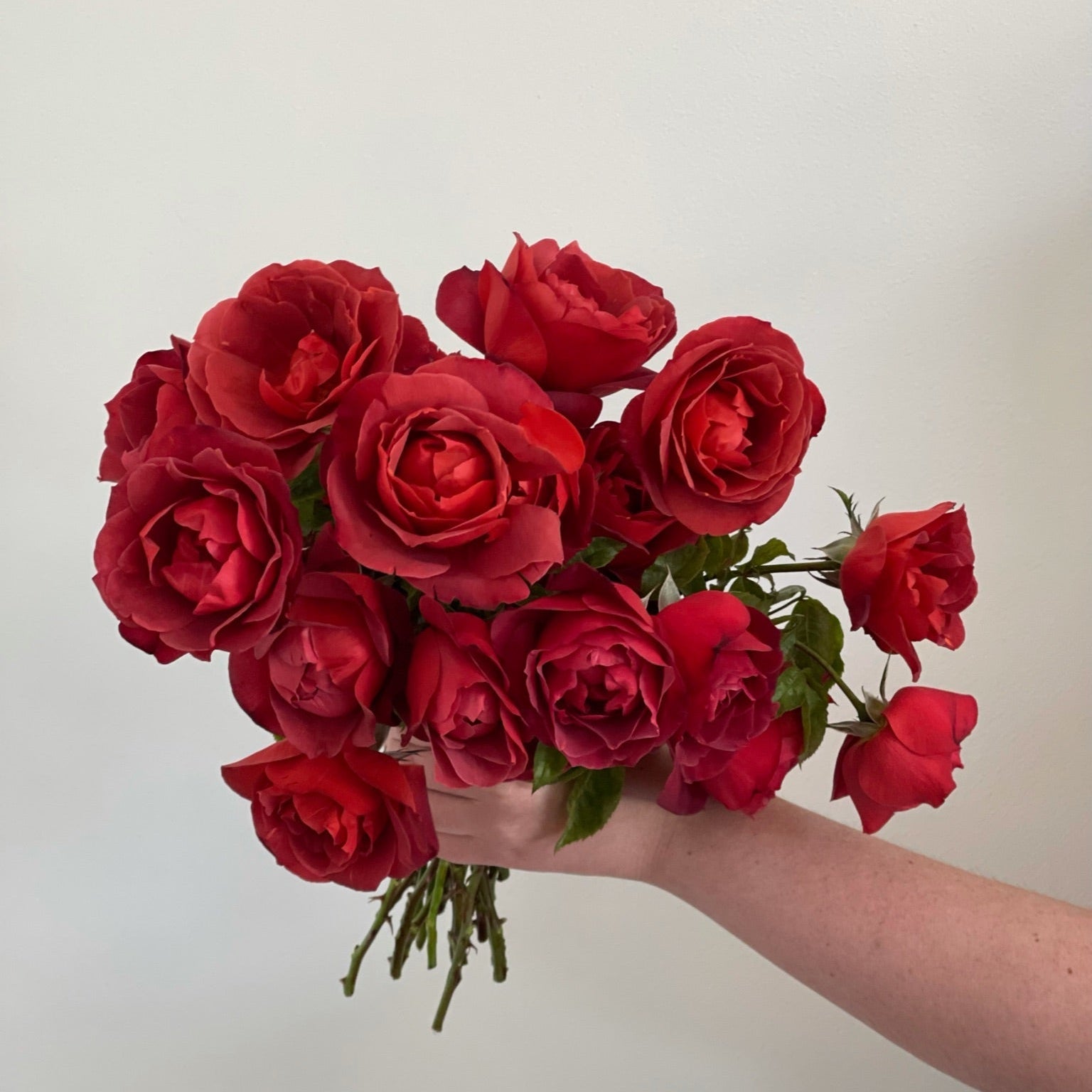 Hot Cocoa™ Potted Rose Bush