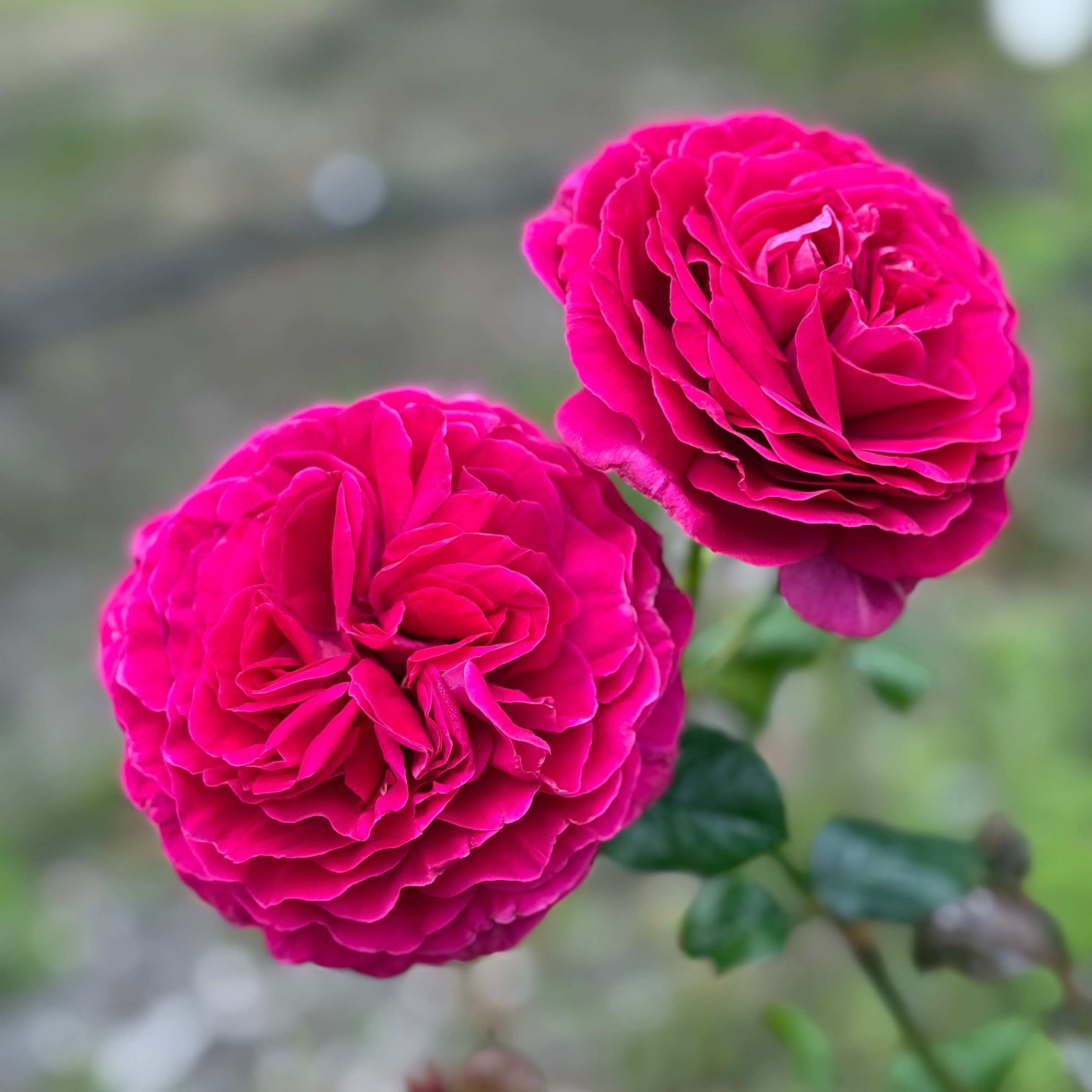 Nothing But Class™ Potted Rose Bush