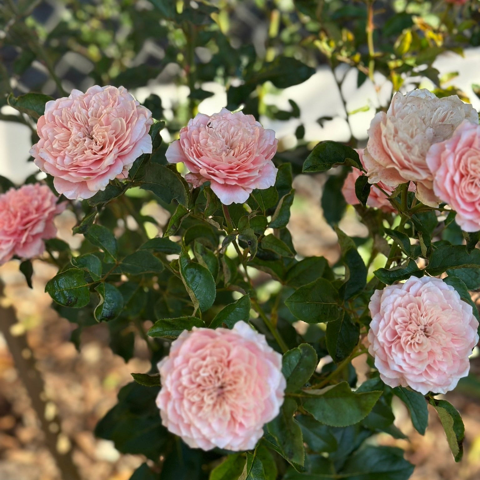 WabaraĀ® MikotoĀ® Potted Rose Bush