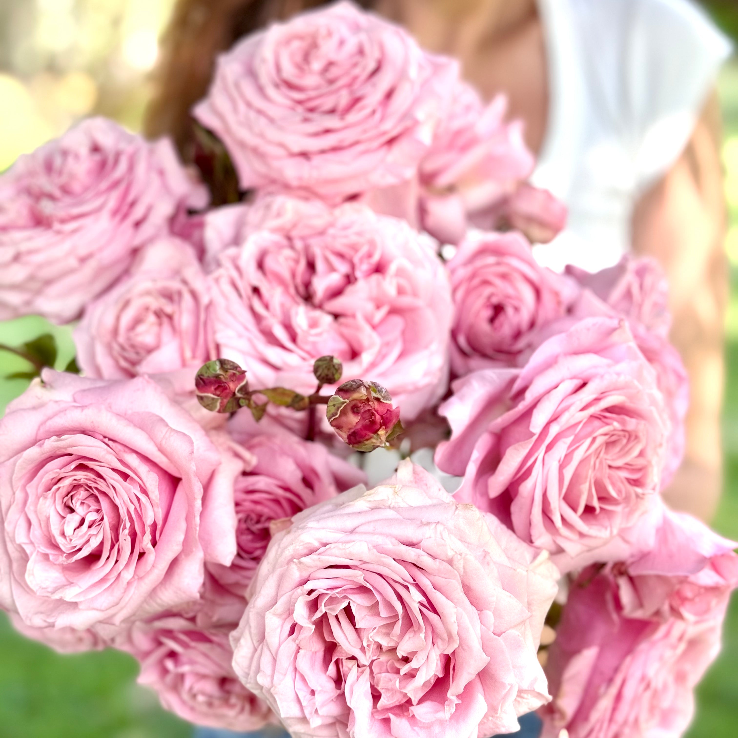 Belinda's Dream Bare Root Rose Bush