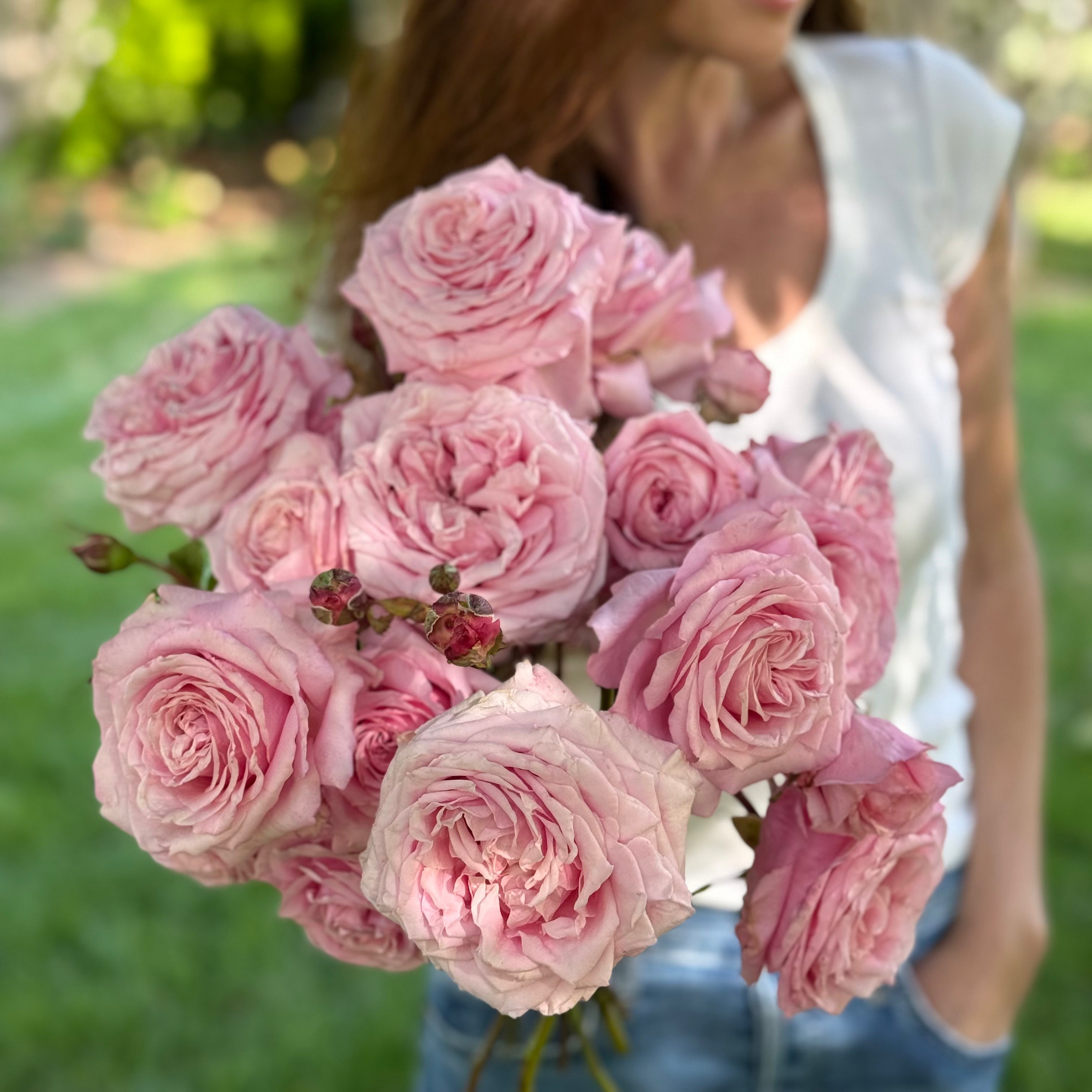 Belinda's Dream Bare Root Rose Bush