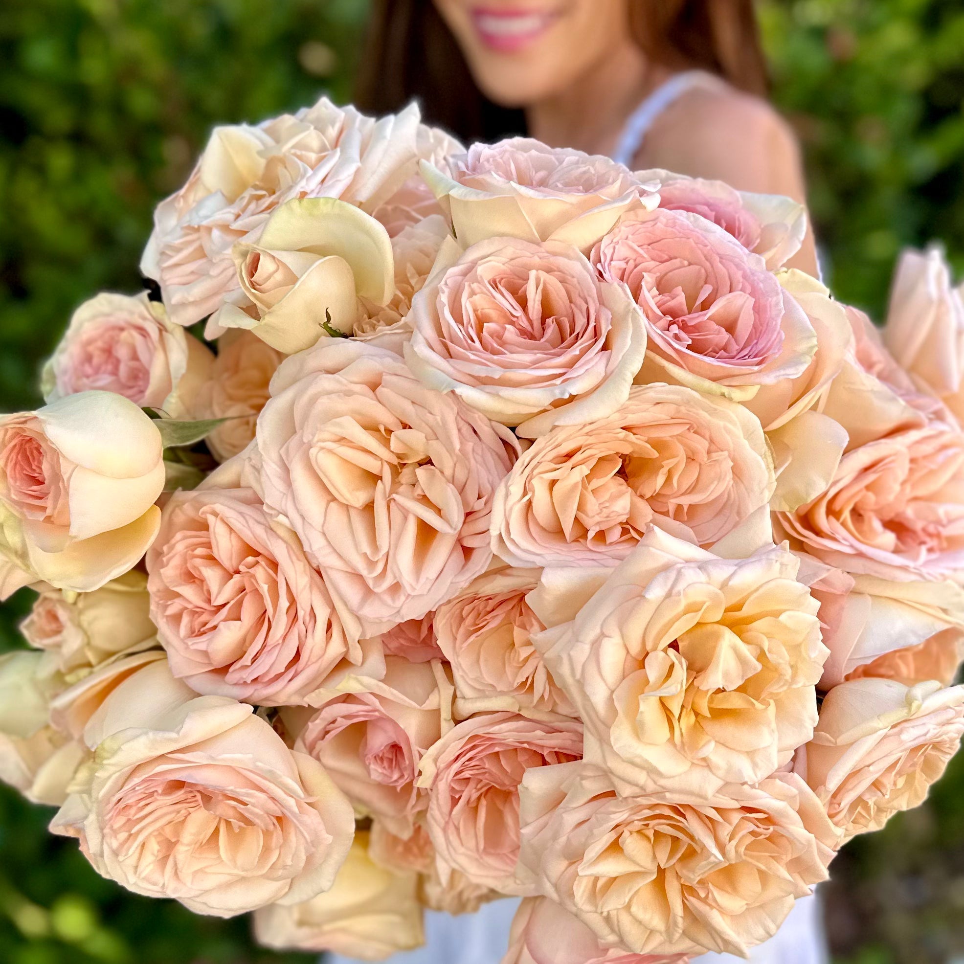 Princess Maya® Potted Rose Bush
