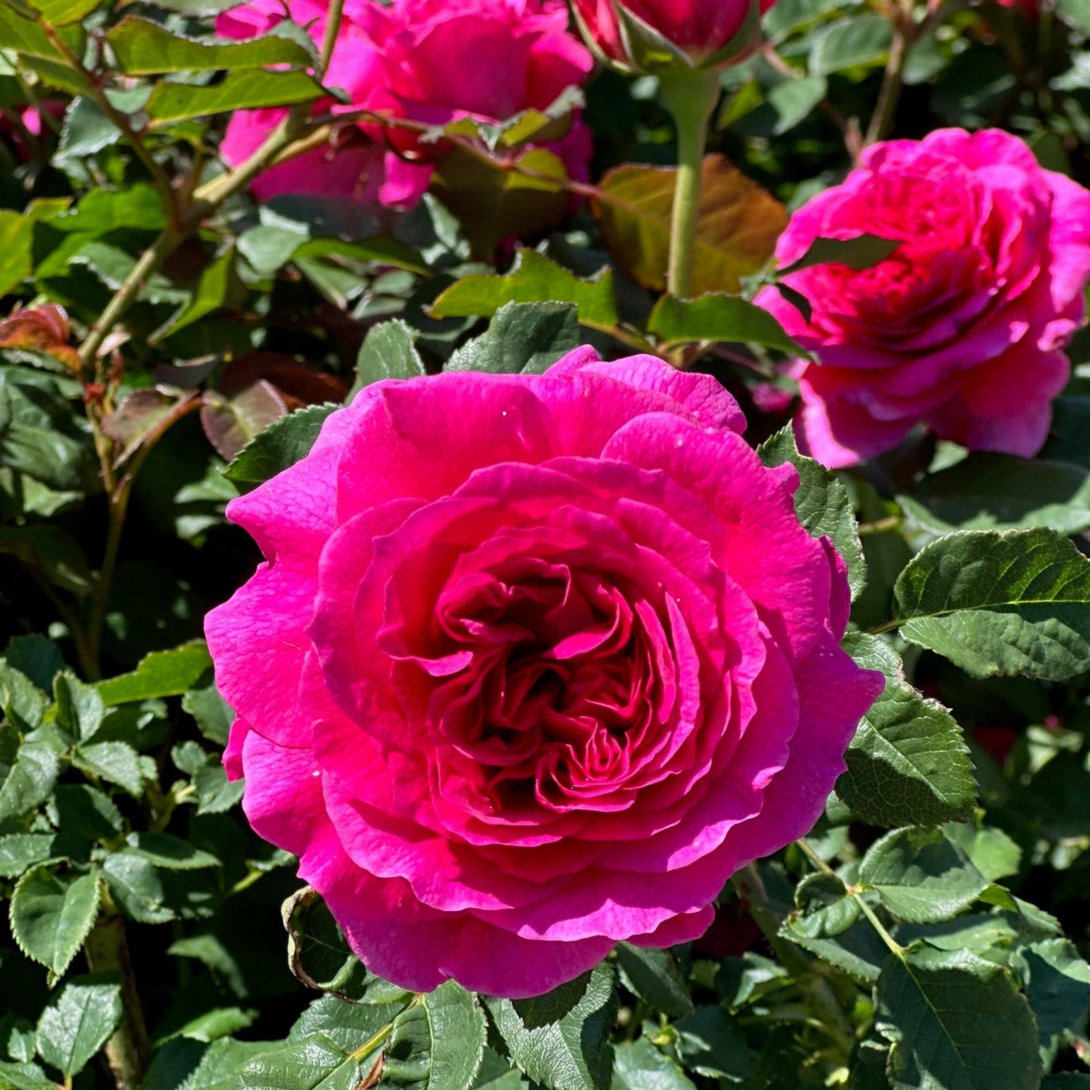 Close-up of vibrant pink roses with green leaves