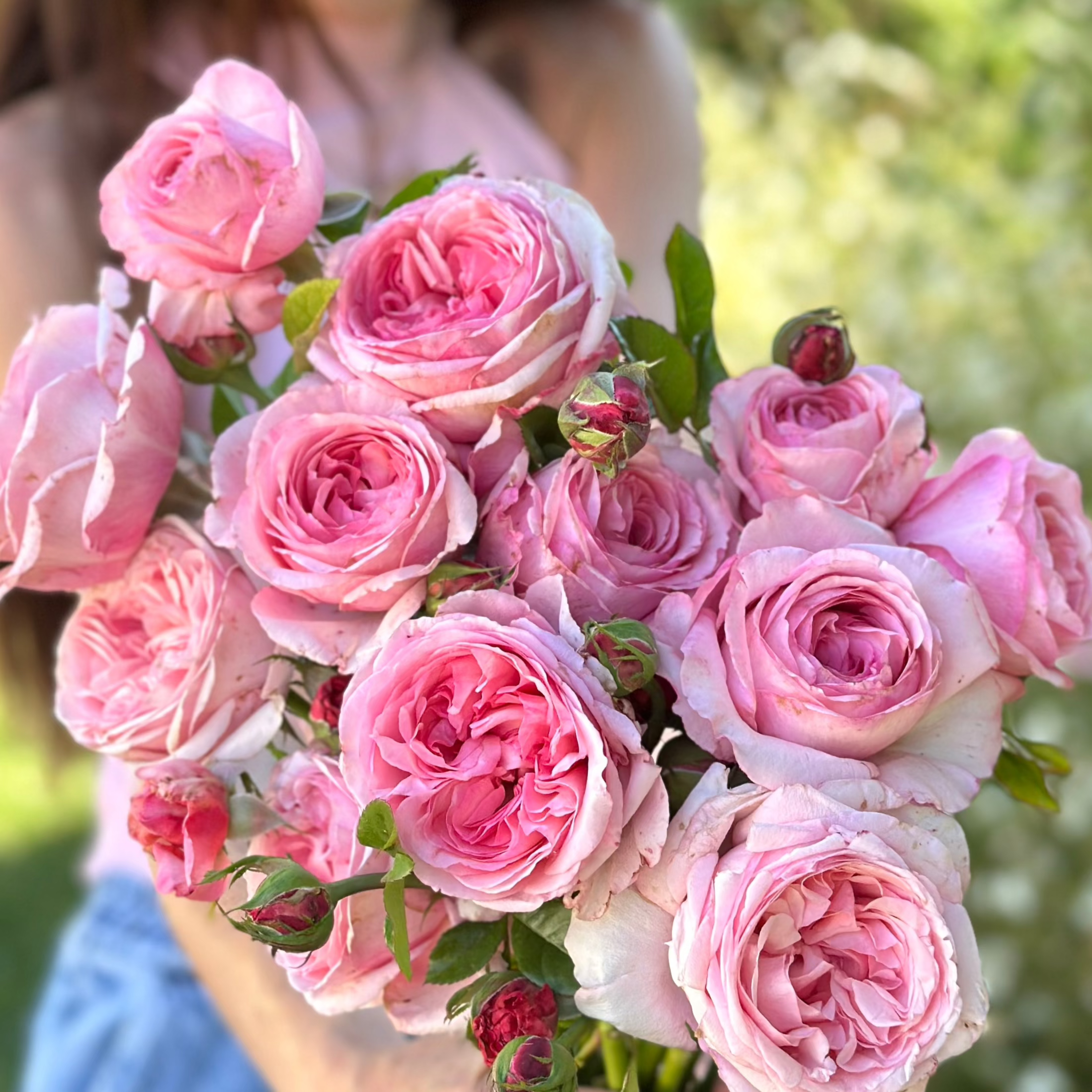 Romantica® Ball Gown™ Bare Root Rose Bush