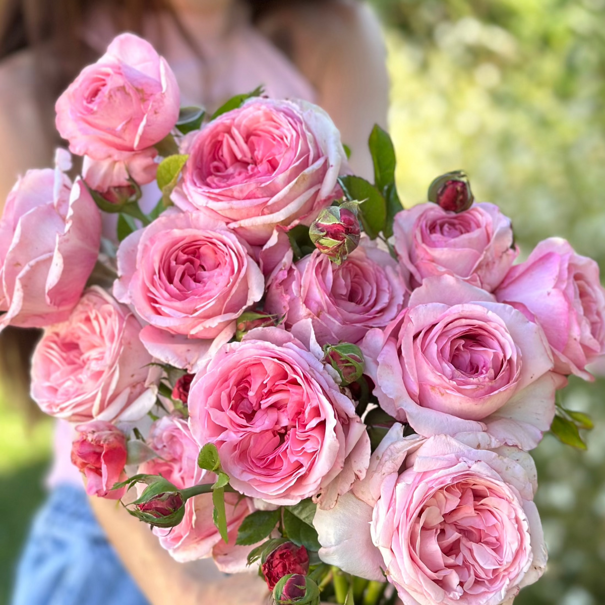 Romantica® Ball Gown™ Bare Root Rose Bush