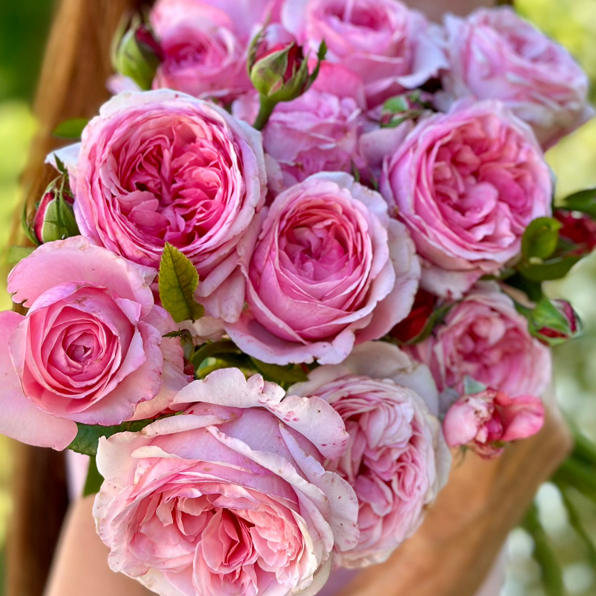 Romantica® Ball Gown™ Bare Root Rose Bush