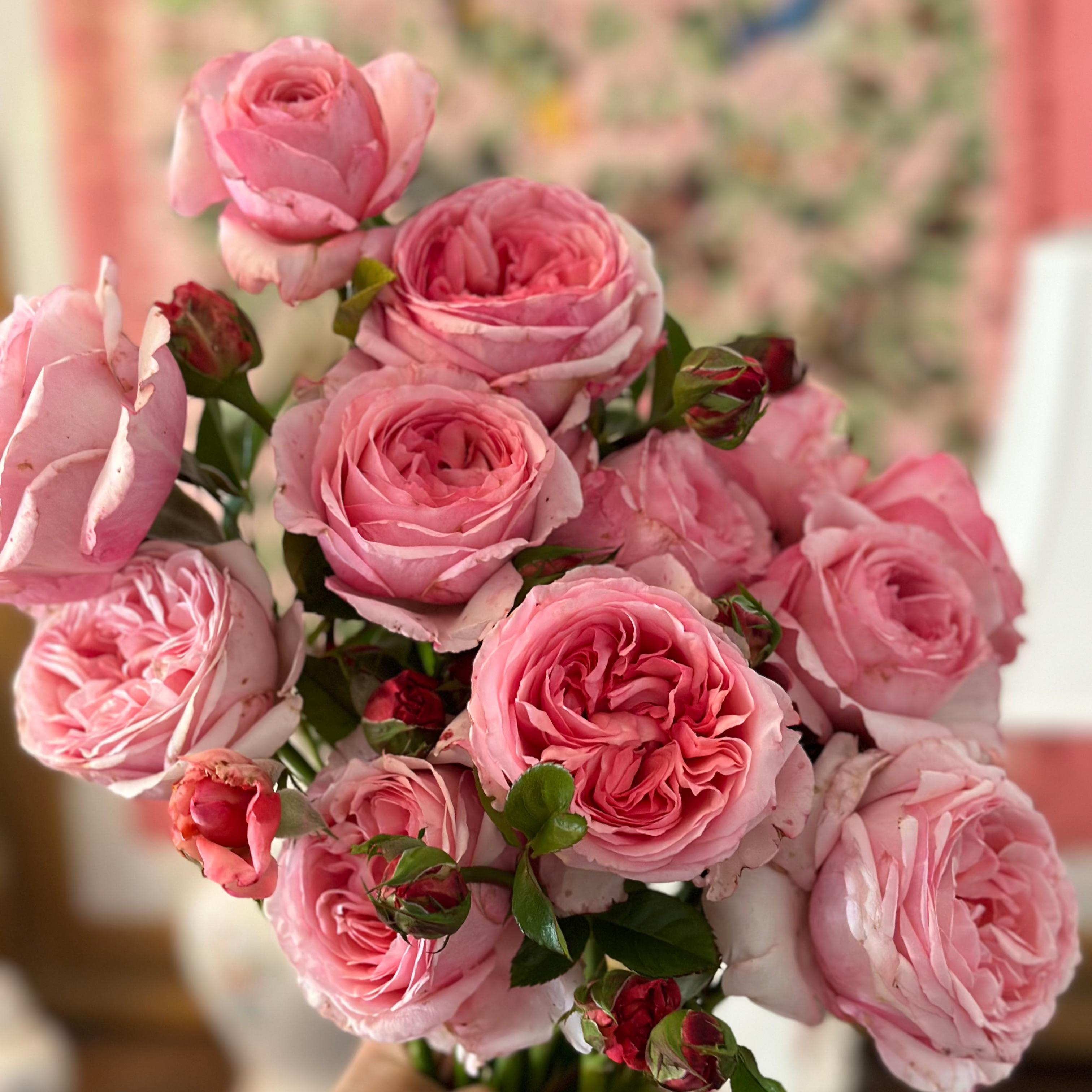 Romantica® Ball Gown™ Bare Root Rose Bush