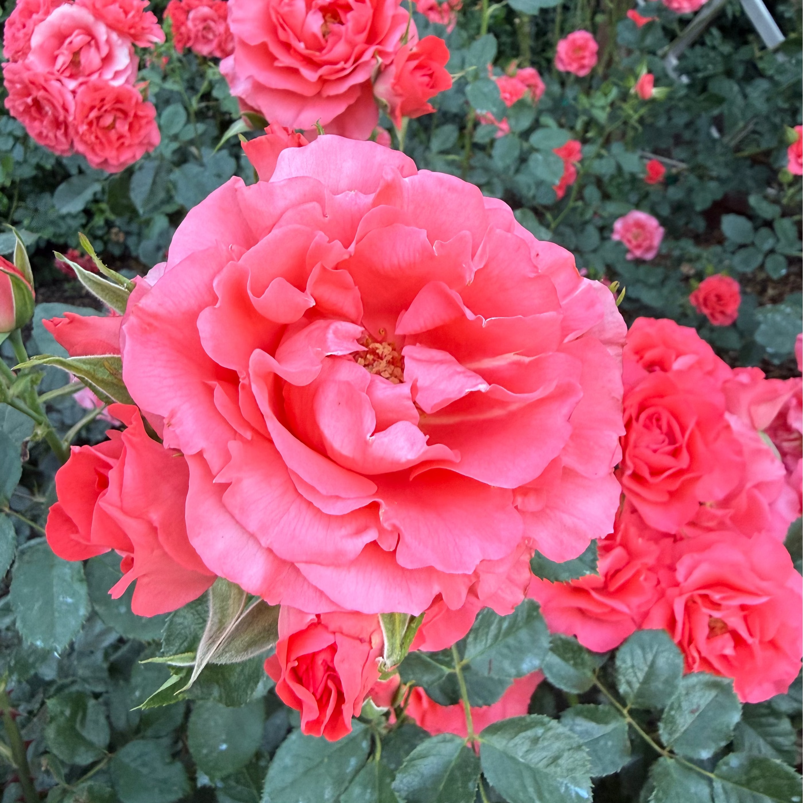 Marmalade Skies™ Potted Rose Bush