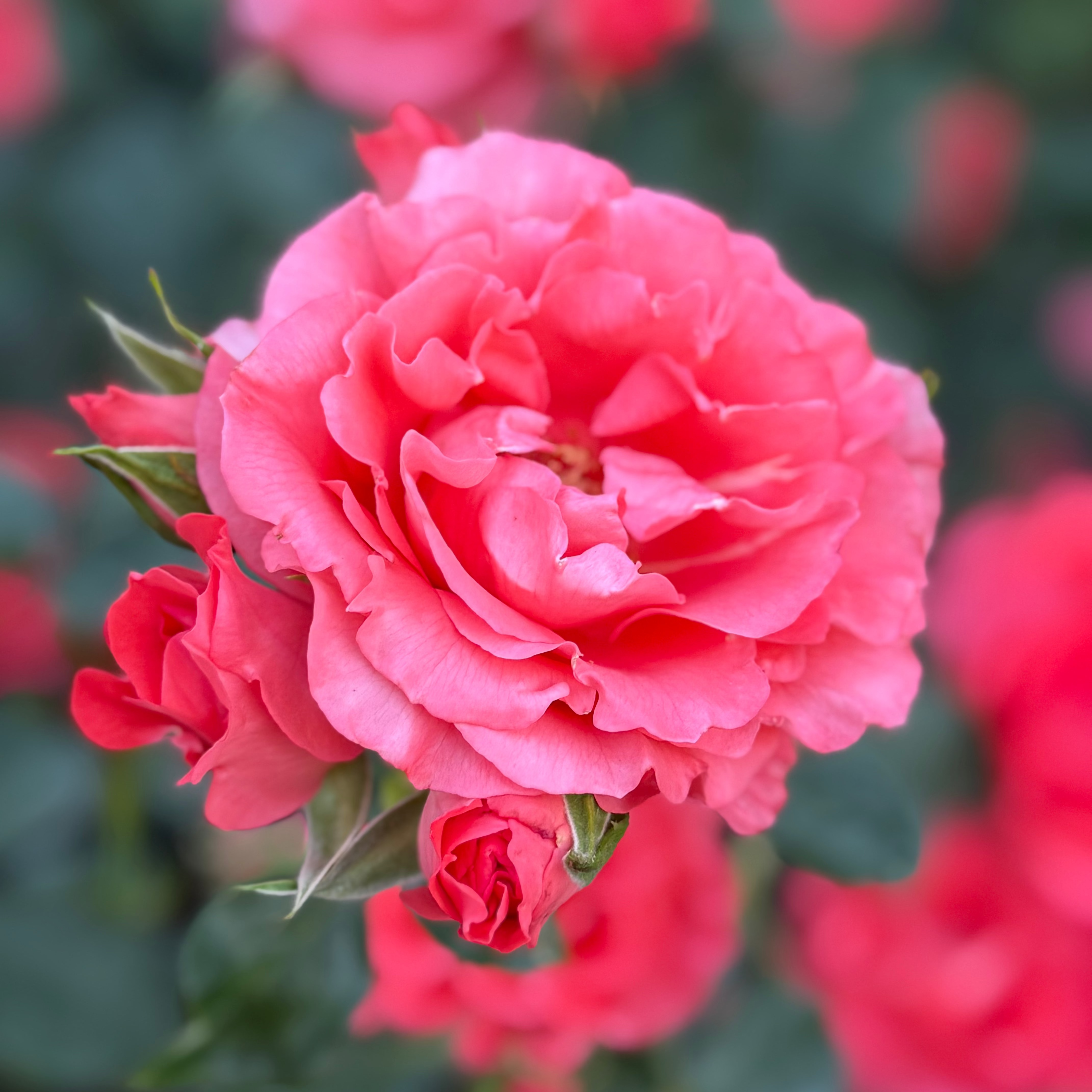Marmalade Skies™ Potted Rose Bush