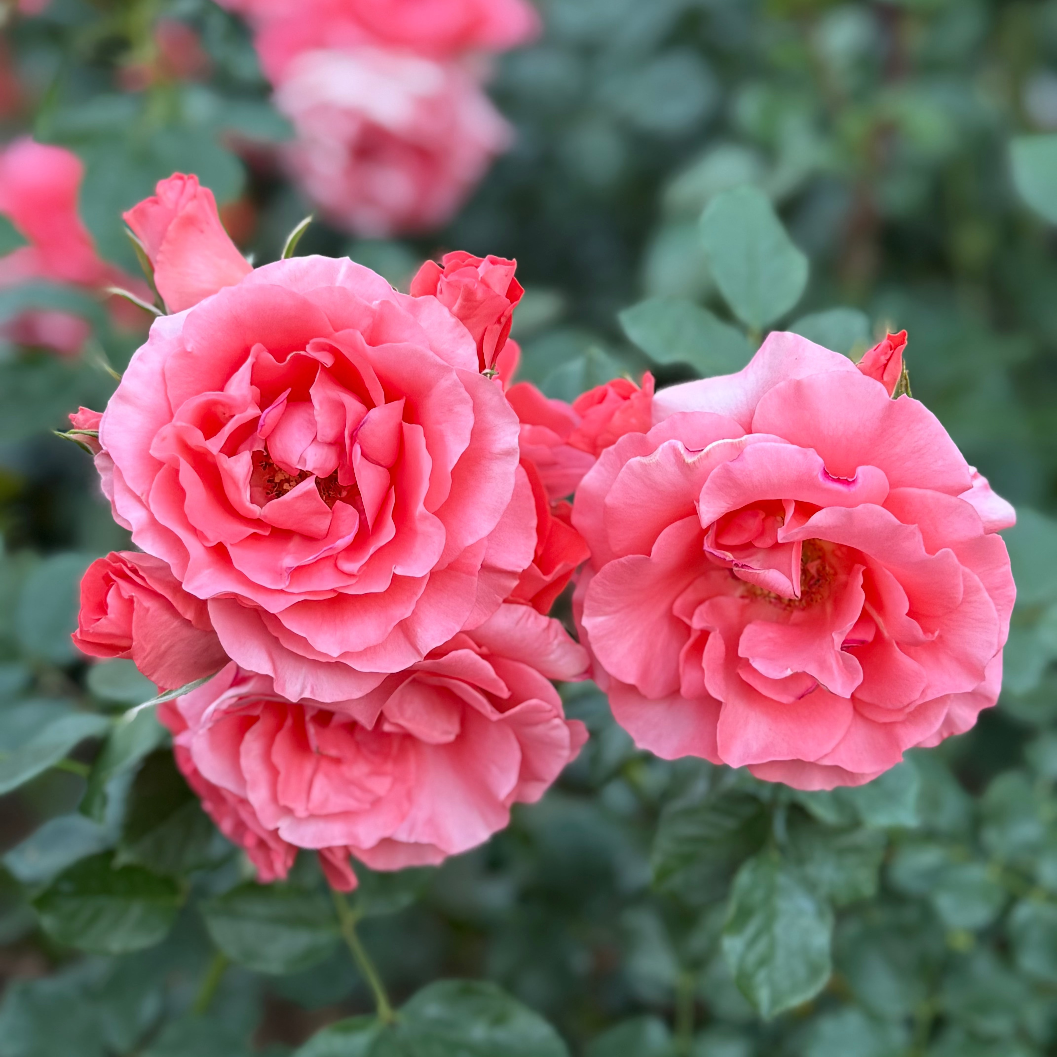 Marmalade Skies™ Potted Rose Bush