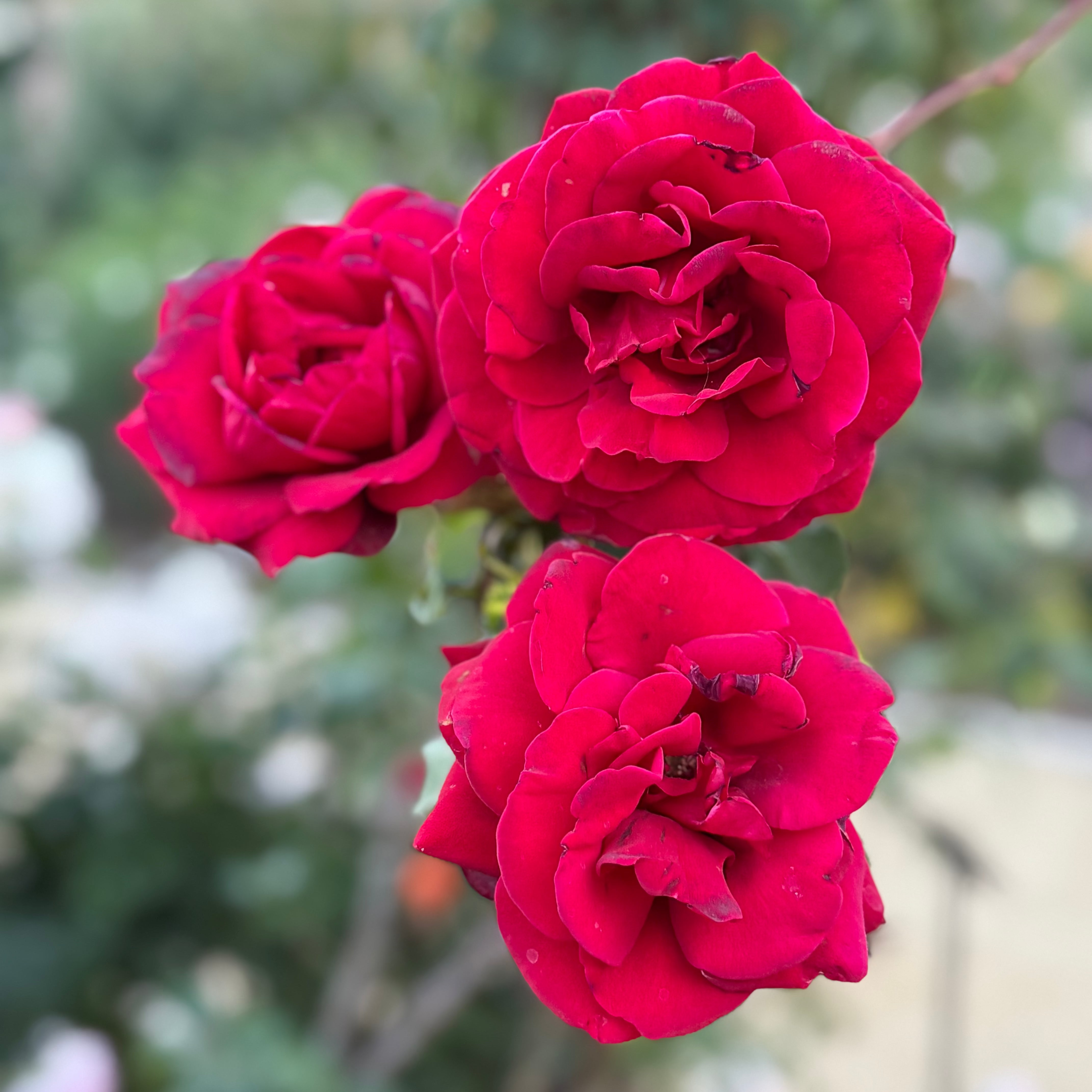 Don Juan™ Potted Climbing Rose