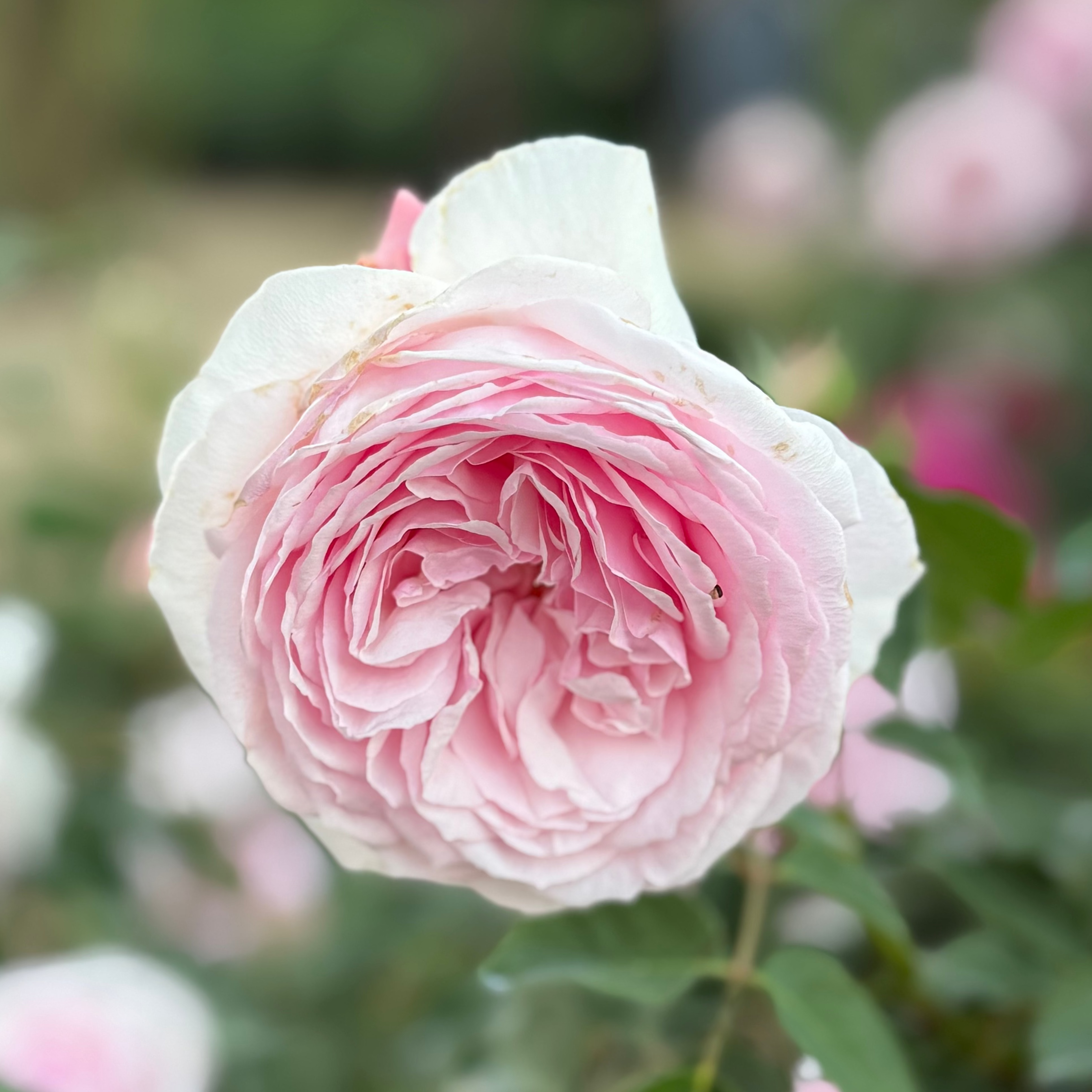 David Austin® Olivia Rose Austin™ Potted Tree Rose