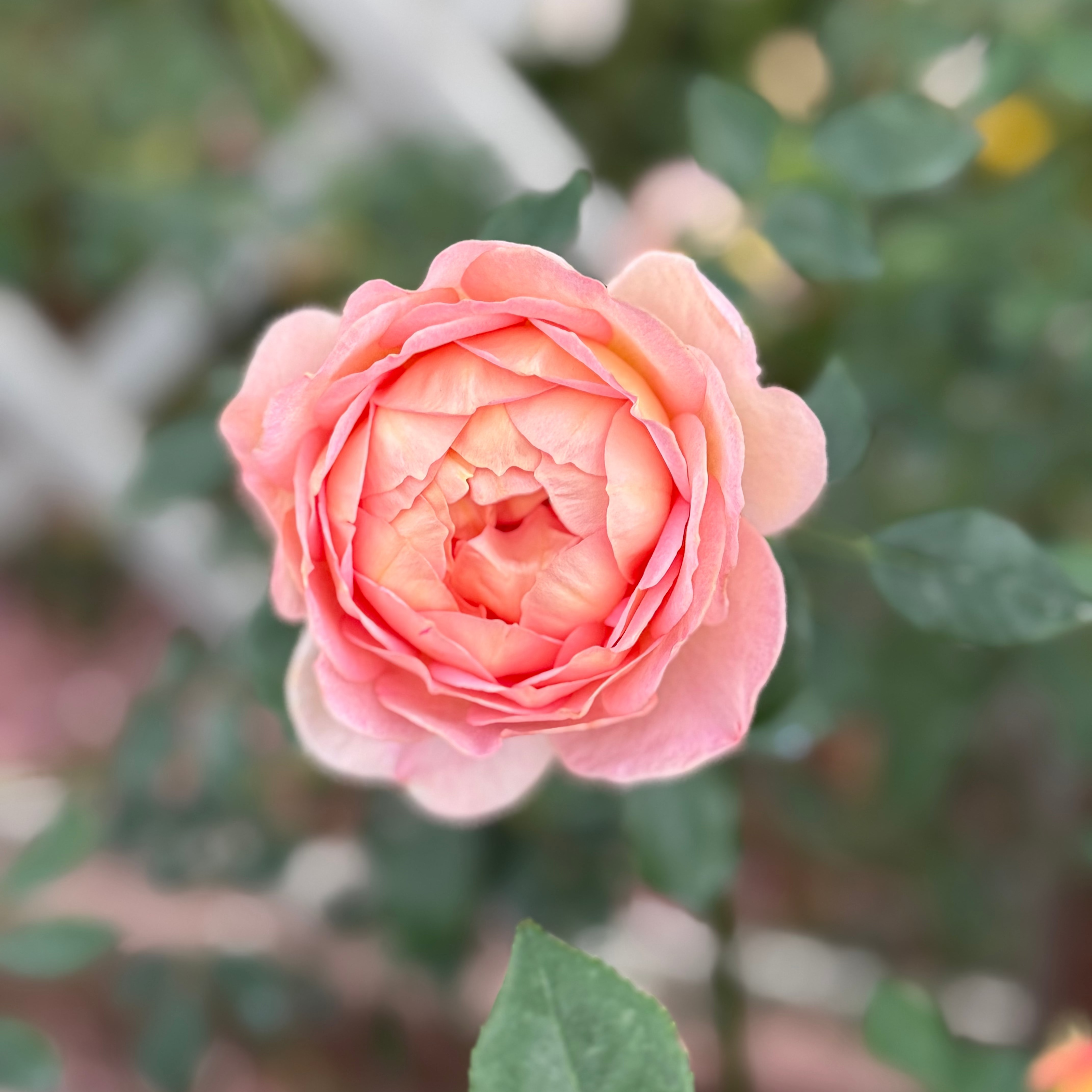 David Austin® Lady Emma Hamilton® Potted Rose Bush