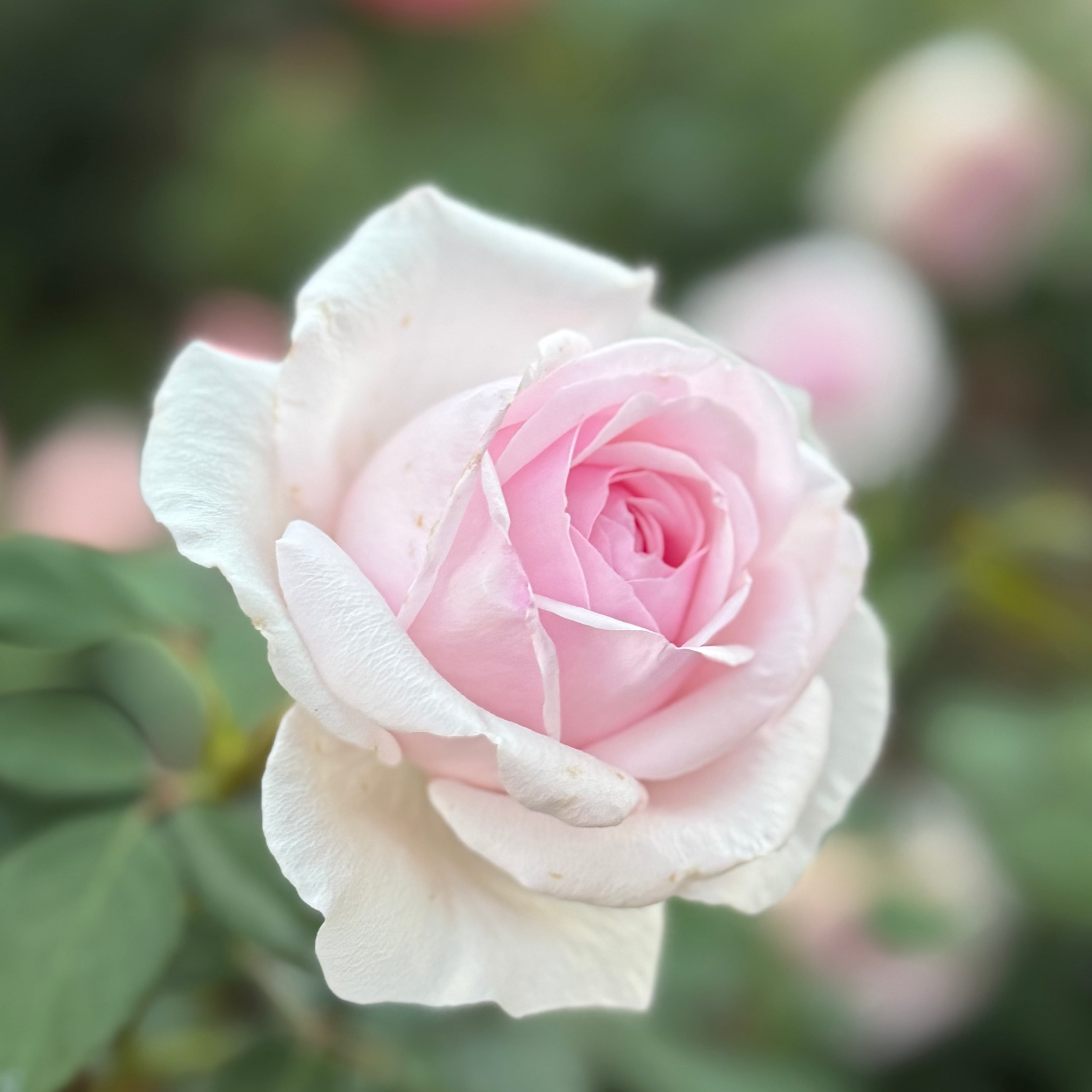 David Austin® Olivia Rose Austin™ Potted Tree Rose