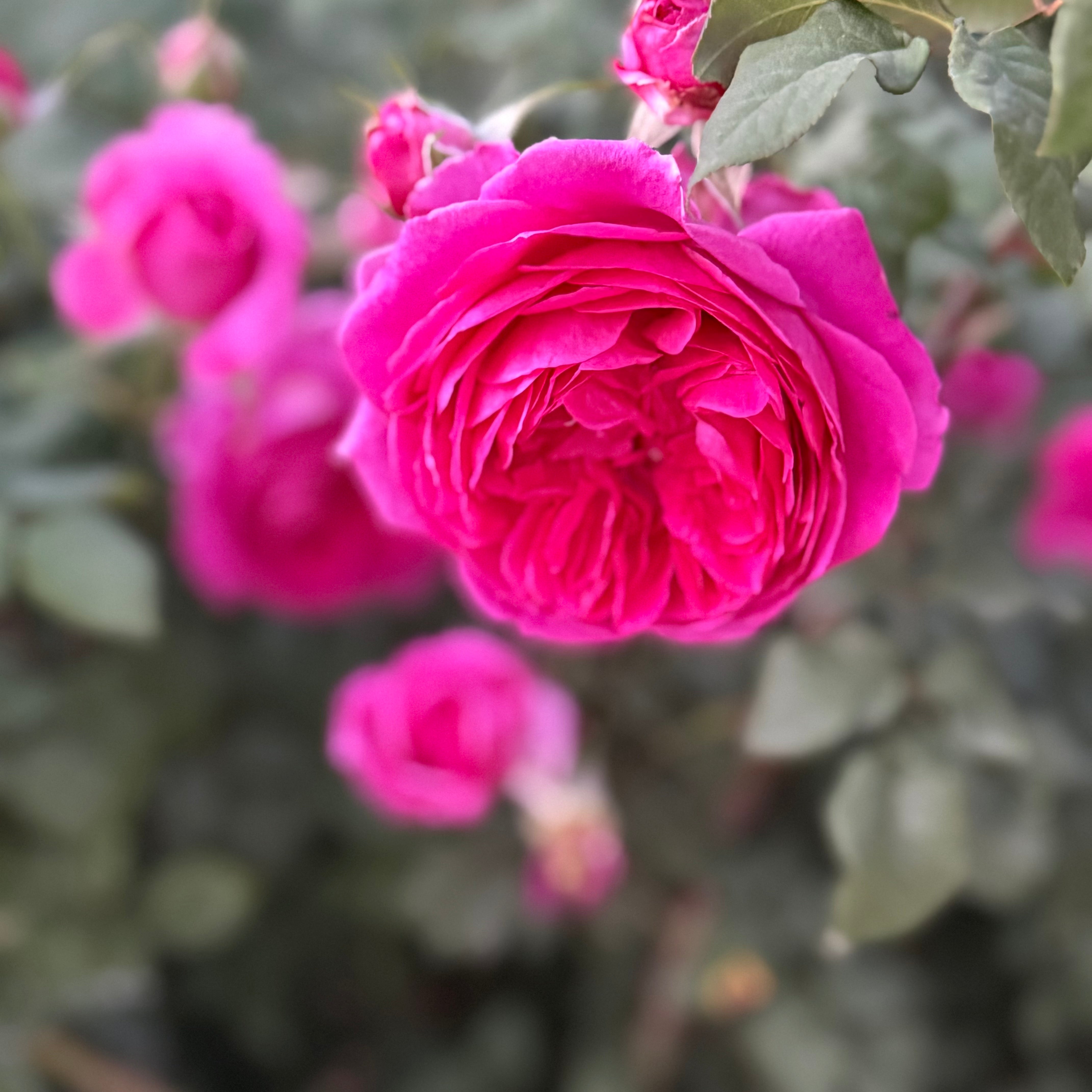 David Austin® Young Lycidas® Potted Rose Bush