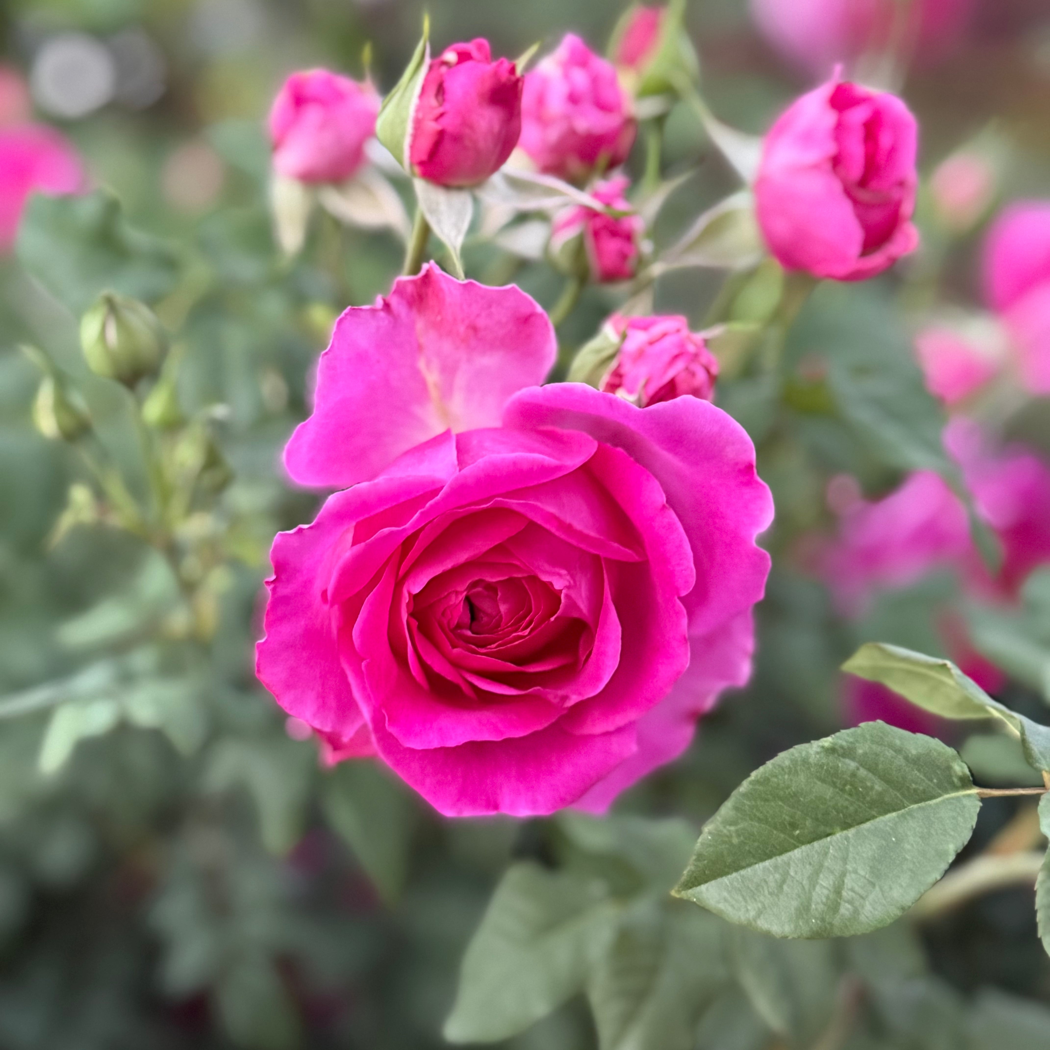 David Austin® Young Lycidas® Potted Rose Bush