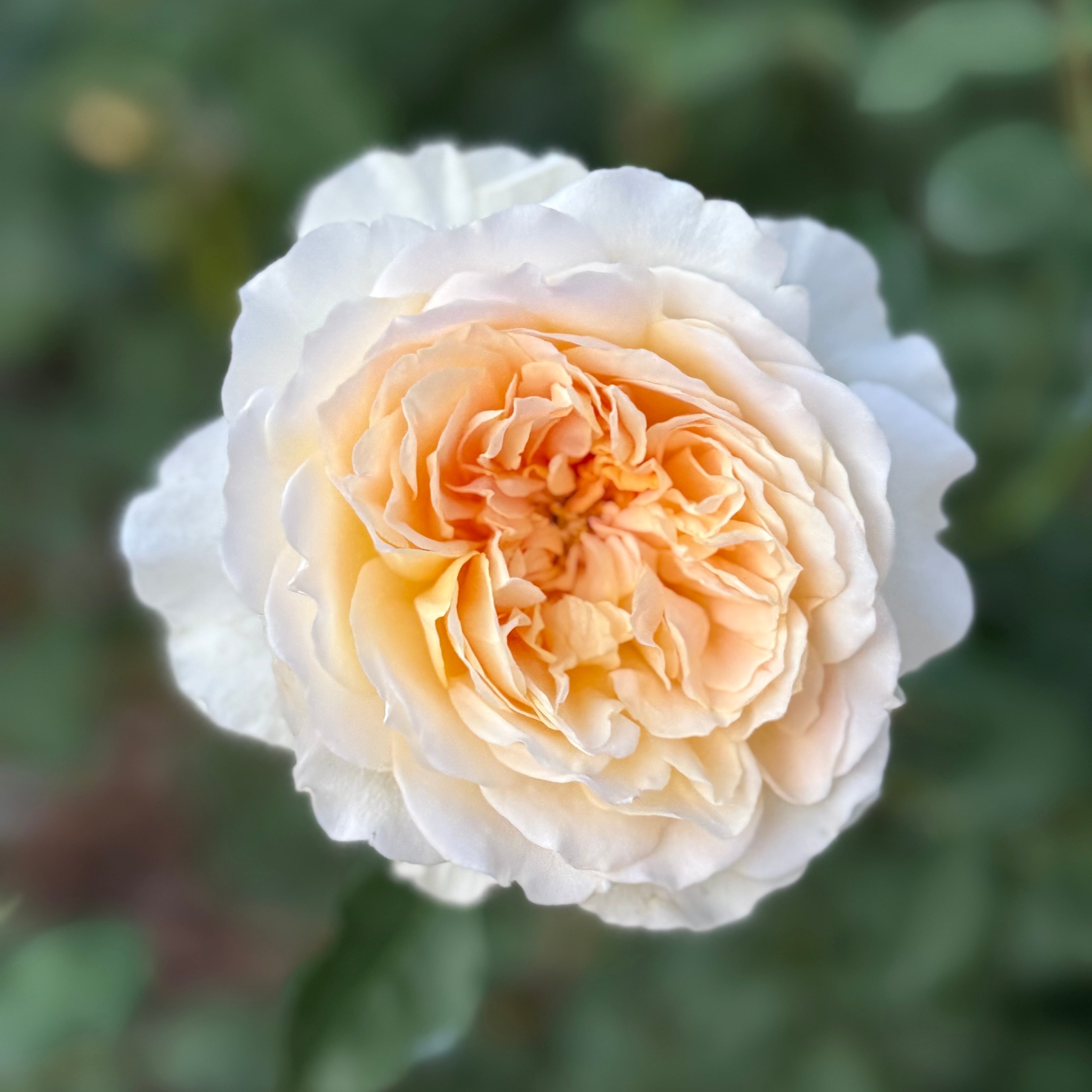 David Austin® Molineux® Potted Rose Bush