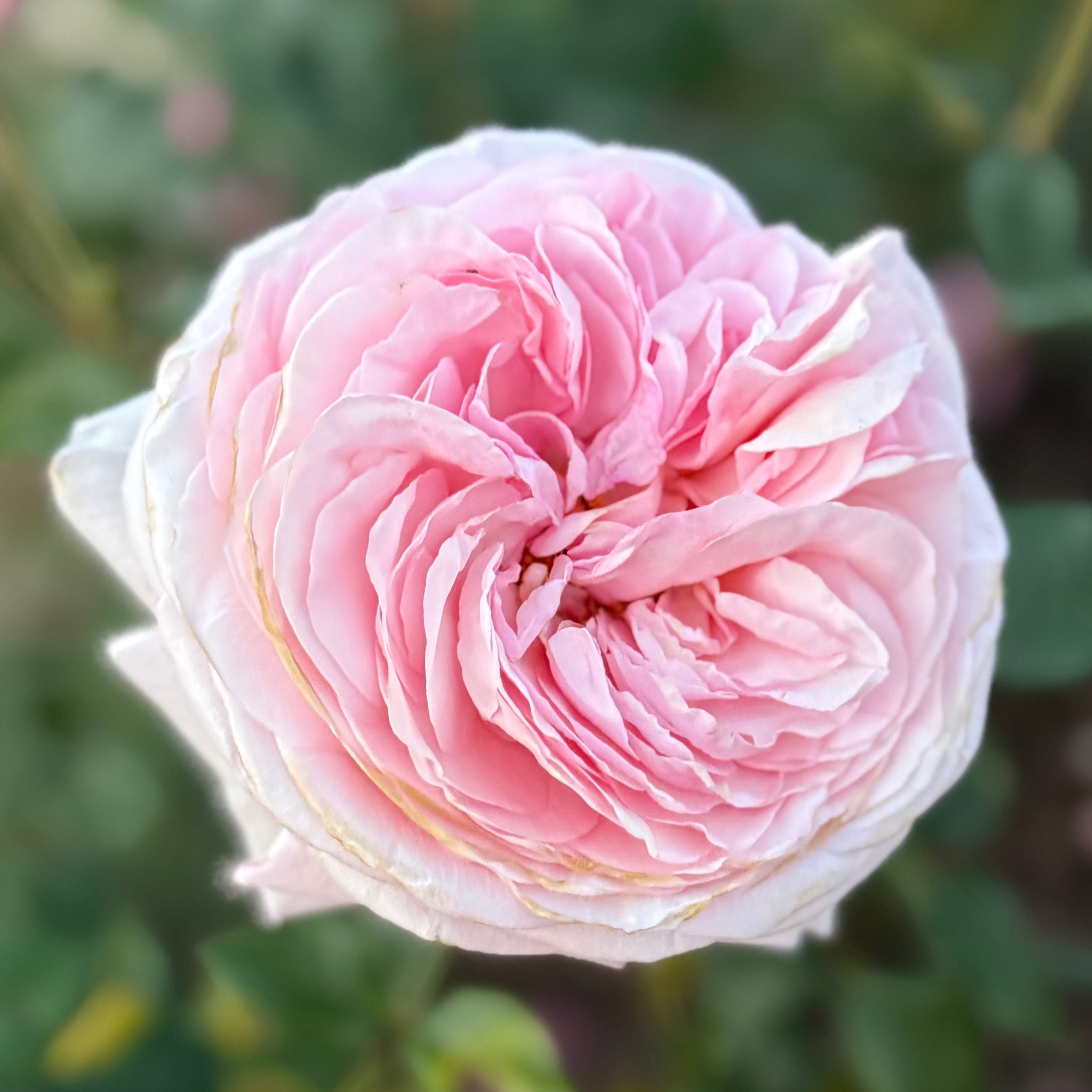 Martha Stewart™ Potted Rose Bush