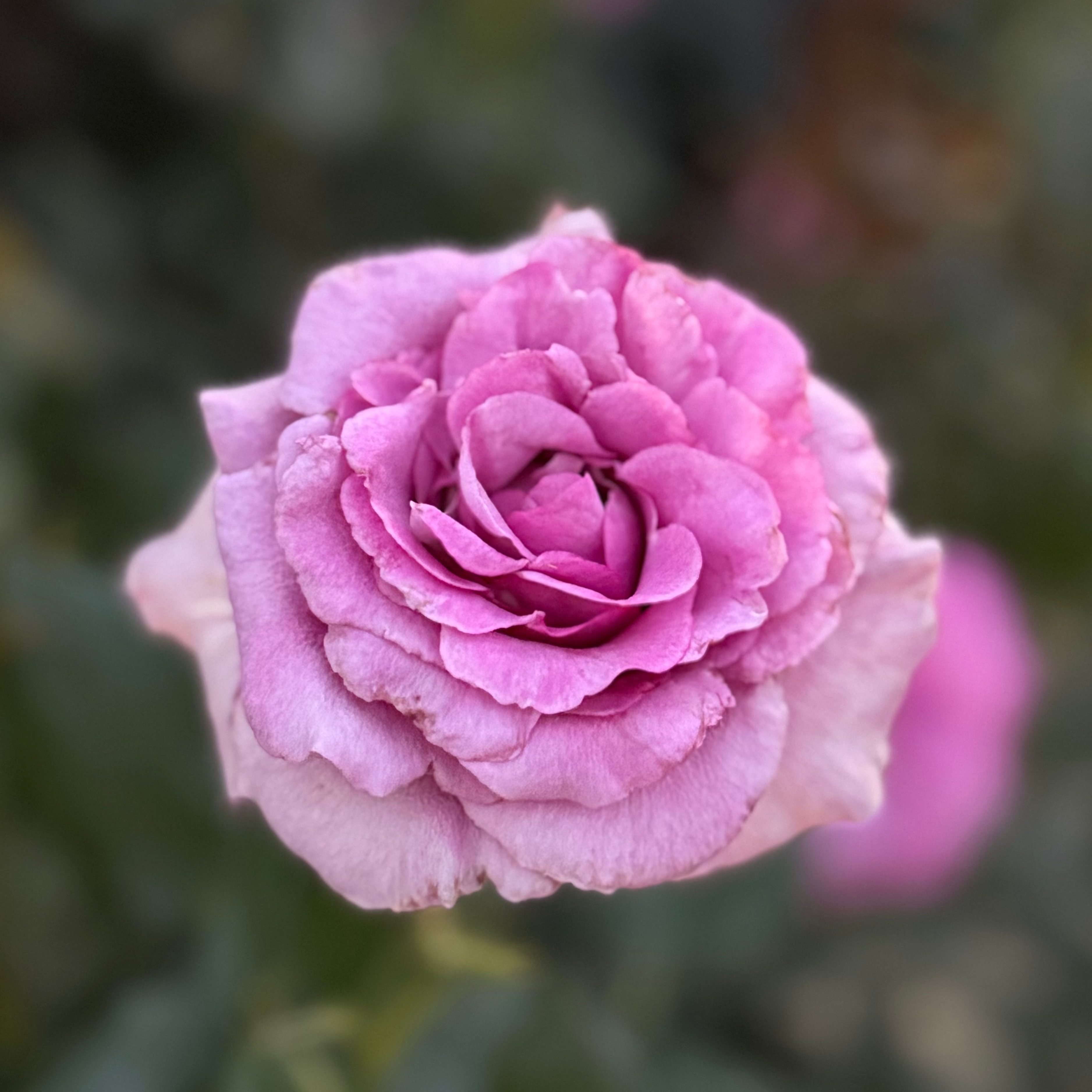 Melody Parfumee™ Potted Rose Bush
