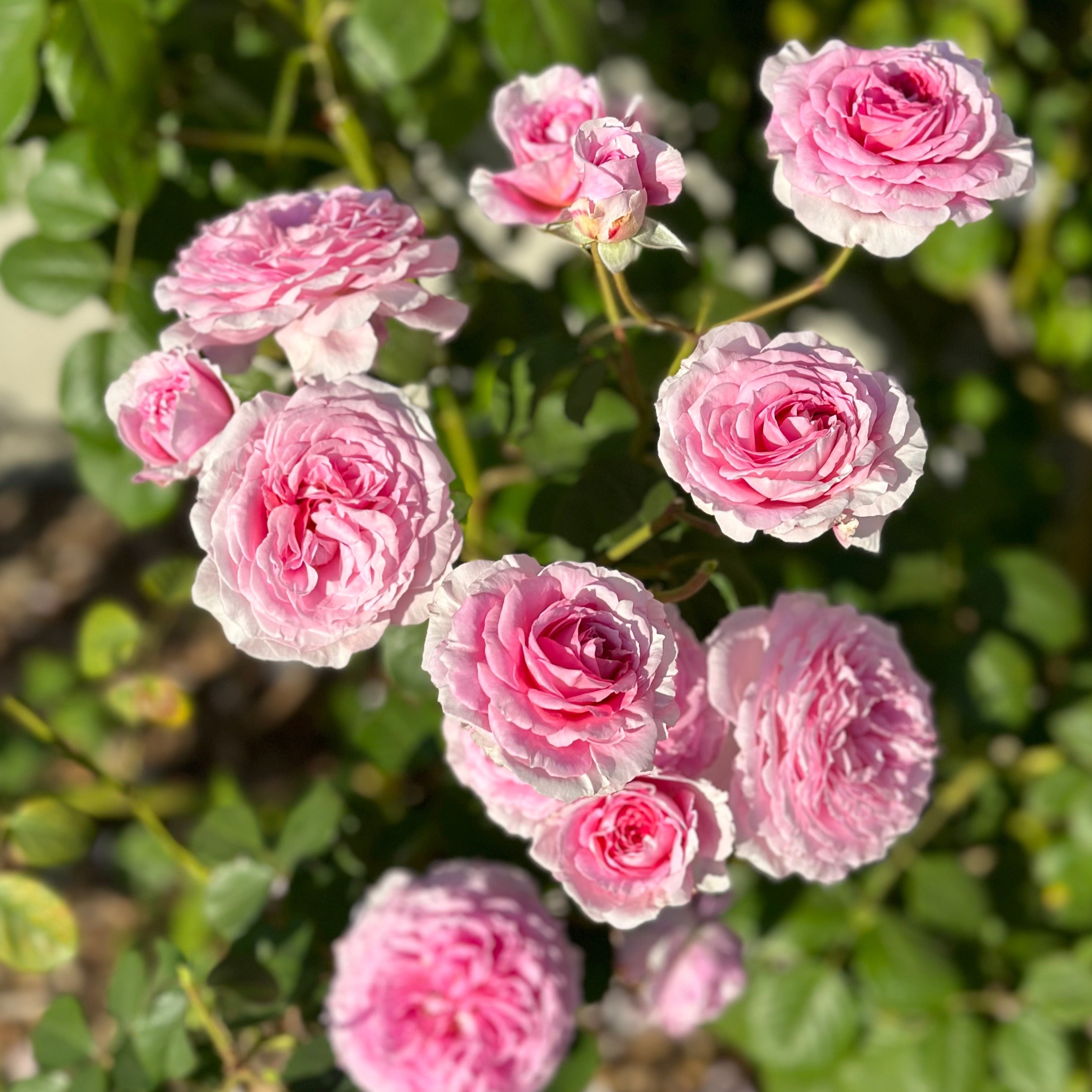 David Austin® James Galway® Potted Climbing Rose