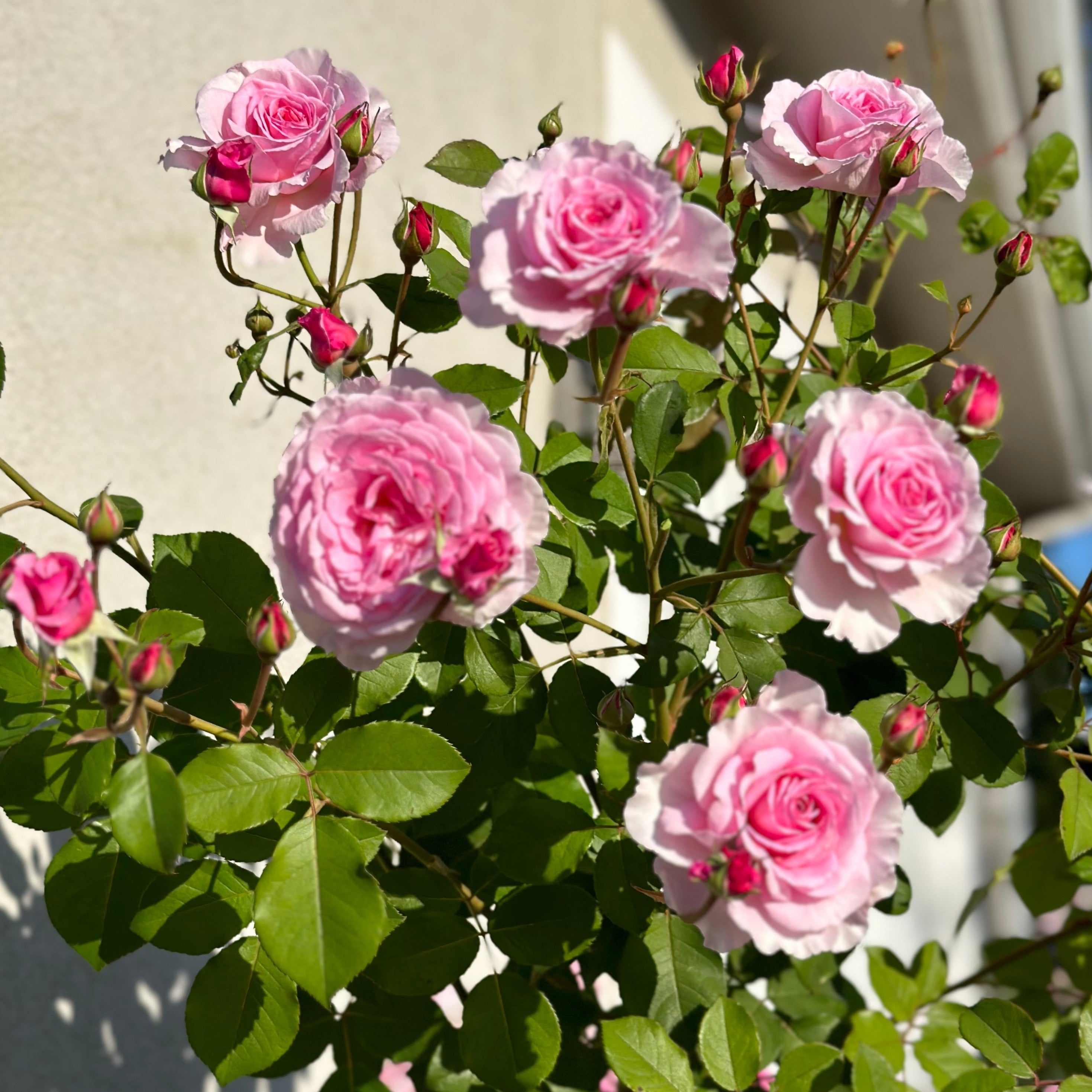David Austin® James Galway® Potted Climbing Rose